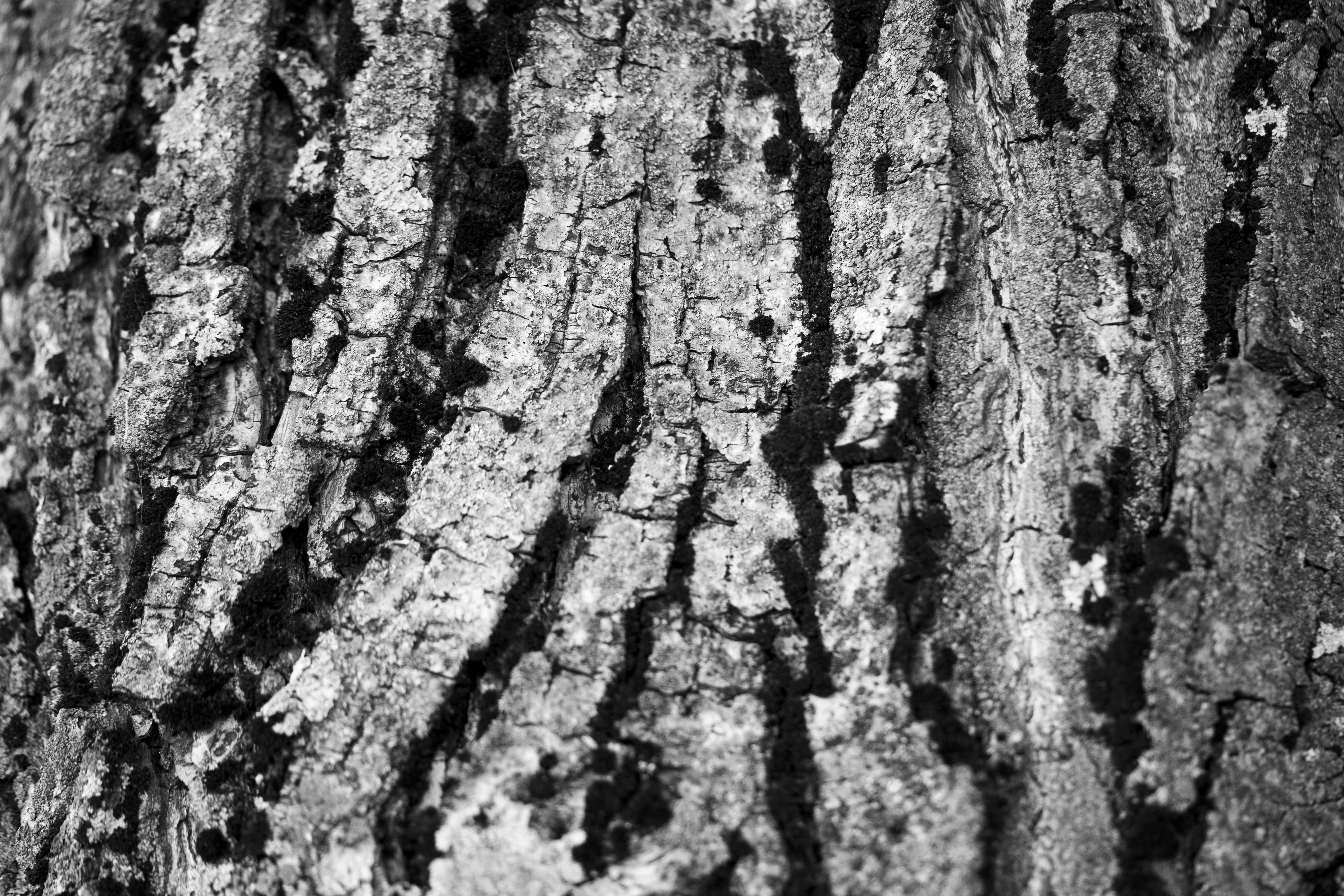 Photo by mihaiteslariu0