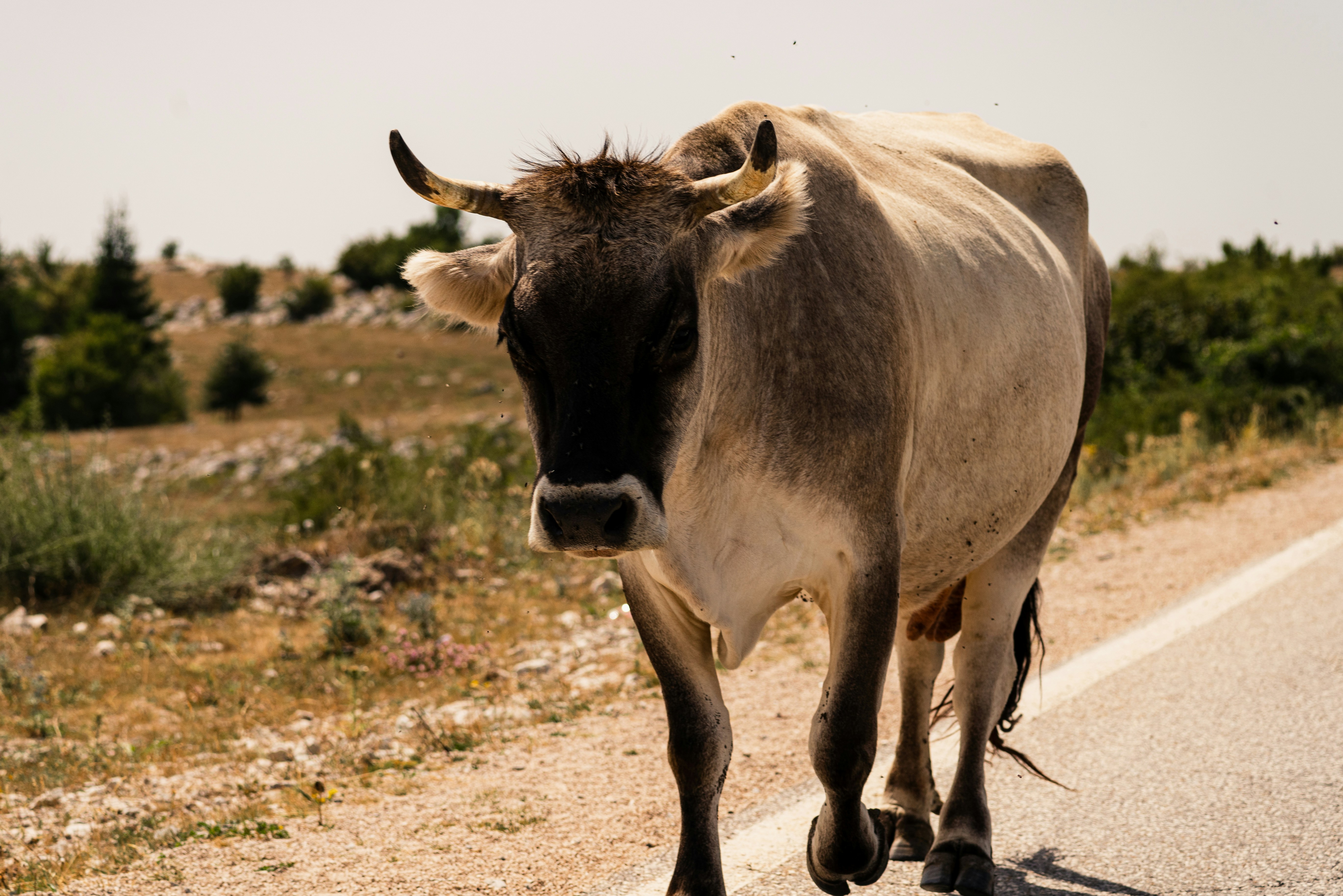 Photo by thestefankostic