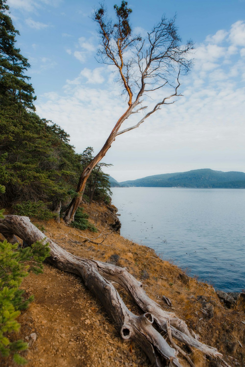 a tree that is on the side of a hill