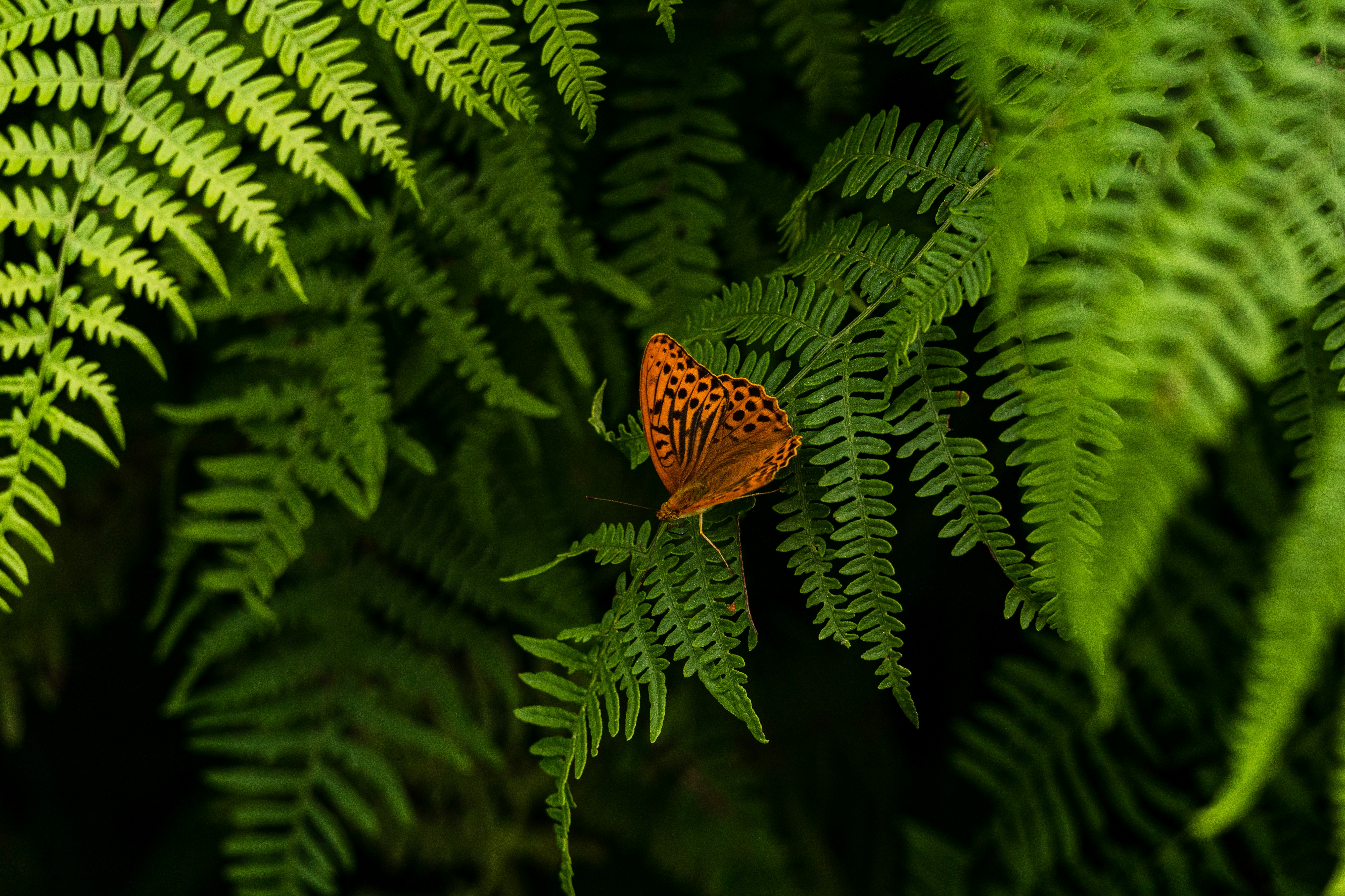 Photo by thestefankostic