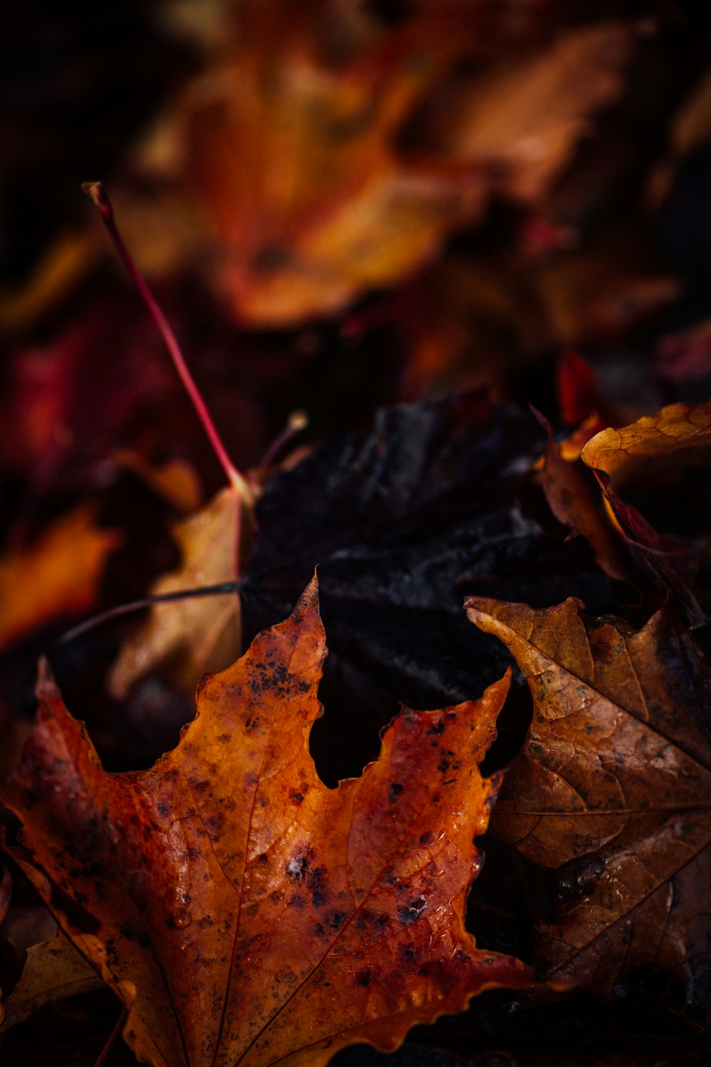 a close up of a leaf laying on the ground