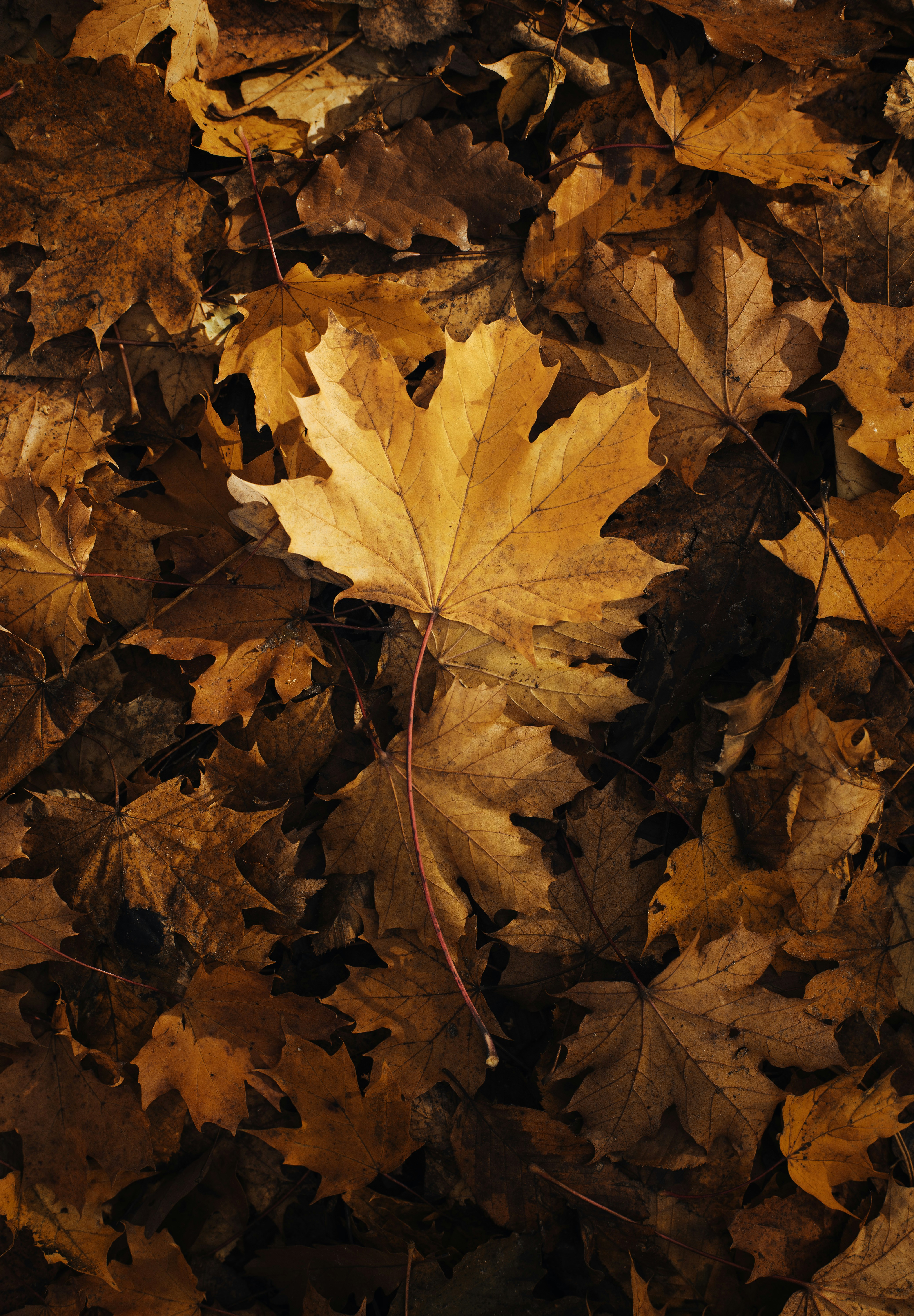 Photo by victor_vector