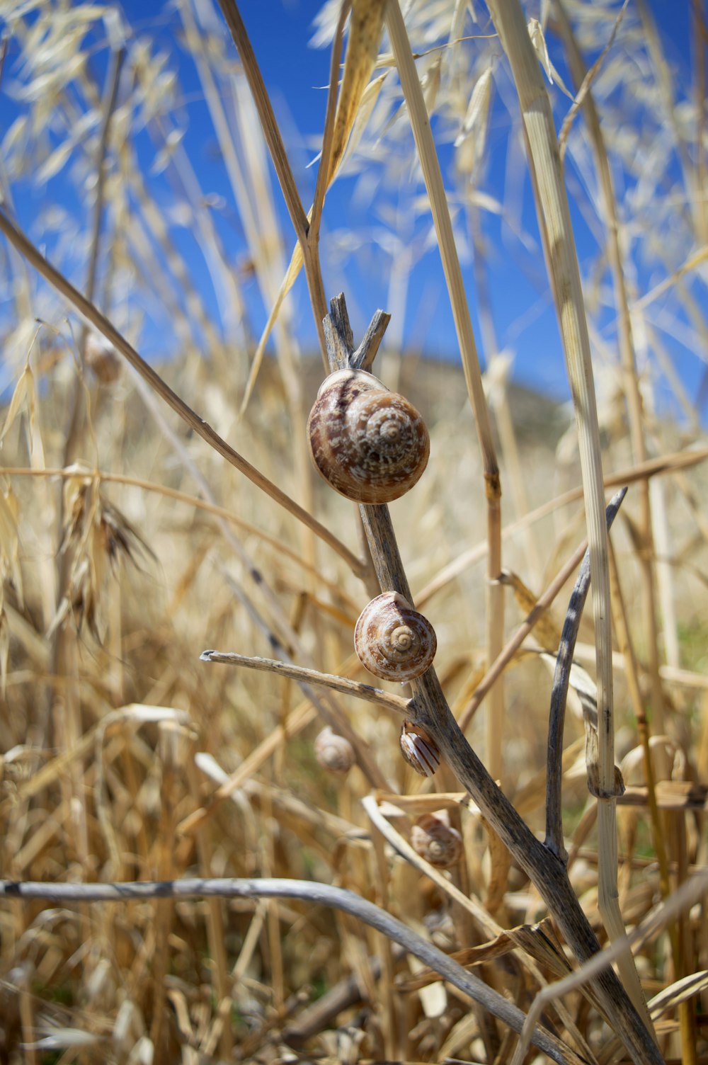 a close up of a plant in a field