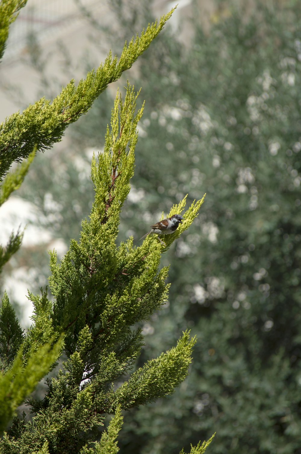 a small bird perched on top of a green tree