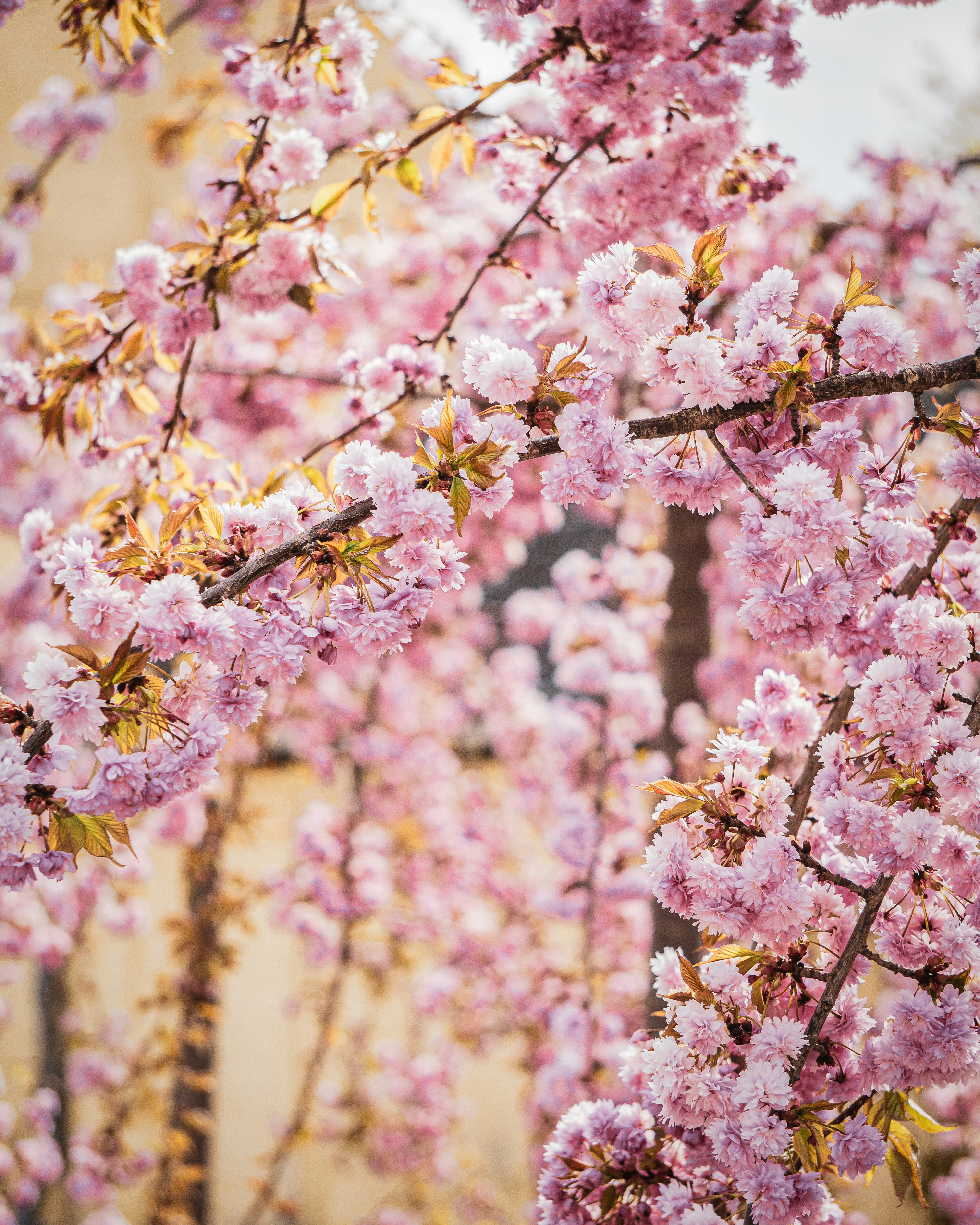 Photo by bastian_hyldahl