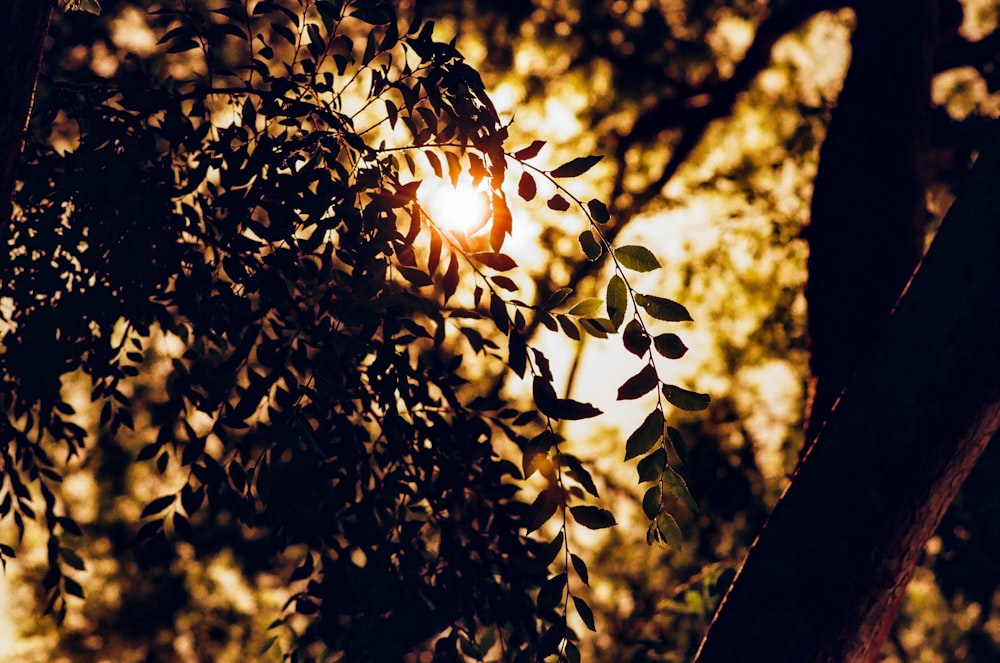 a light shines through the leaves of a tree