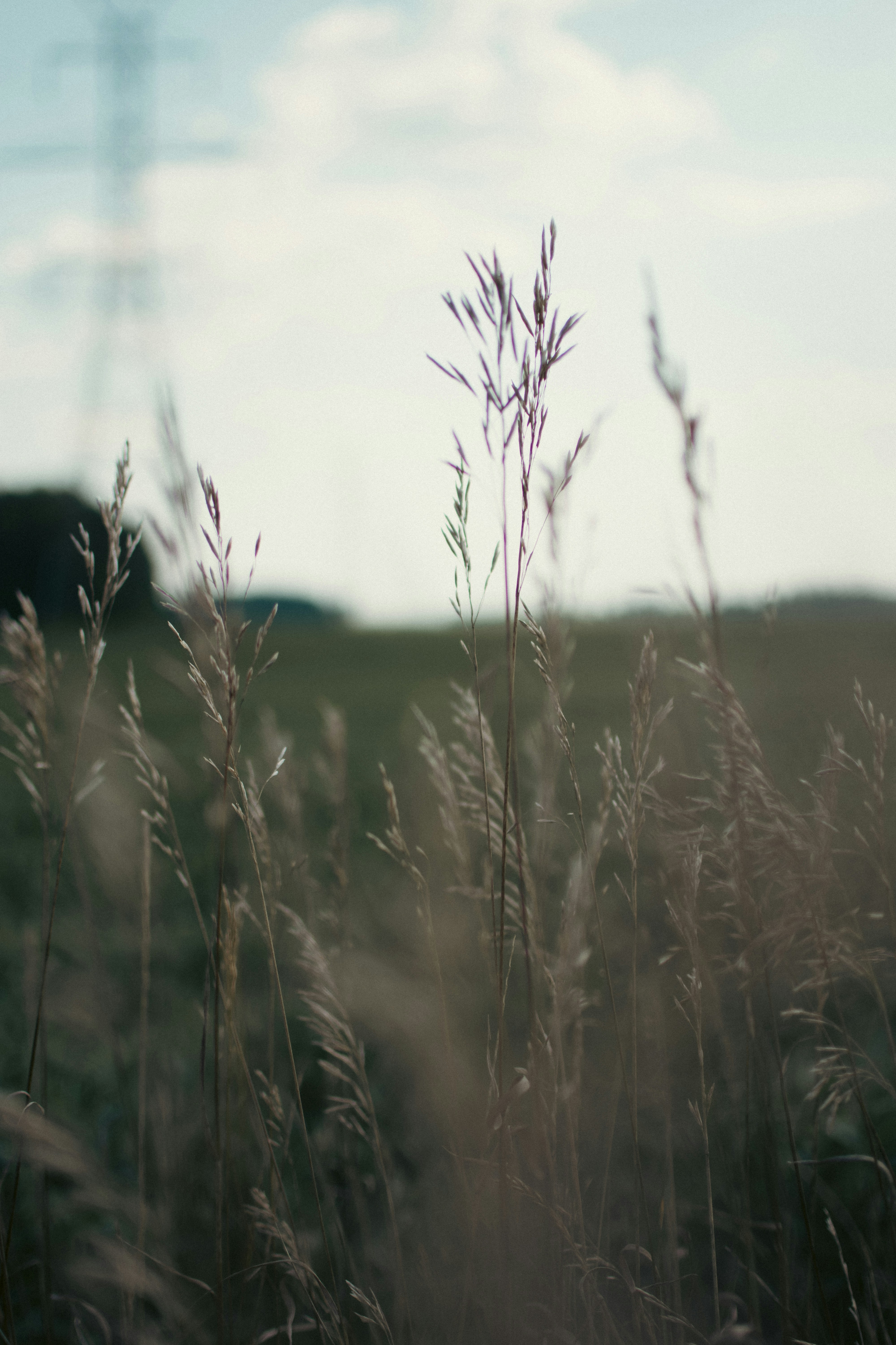 a field of tall grass with a sky in the background