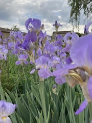 A garden filled with colorful irises.