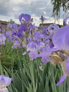 A garden filled with colorful irises.