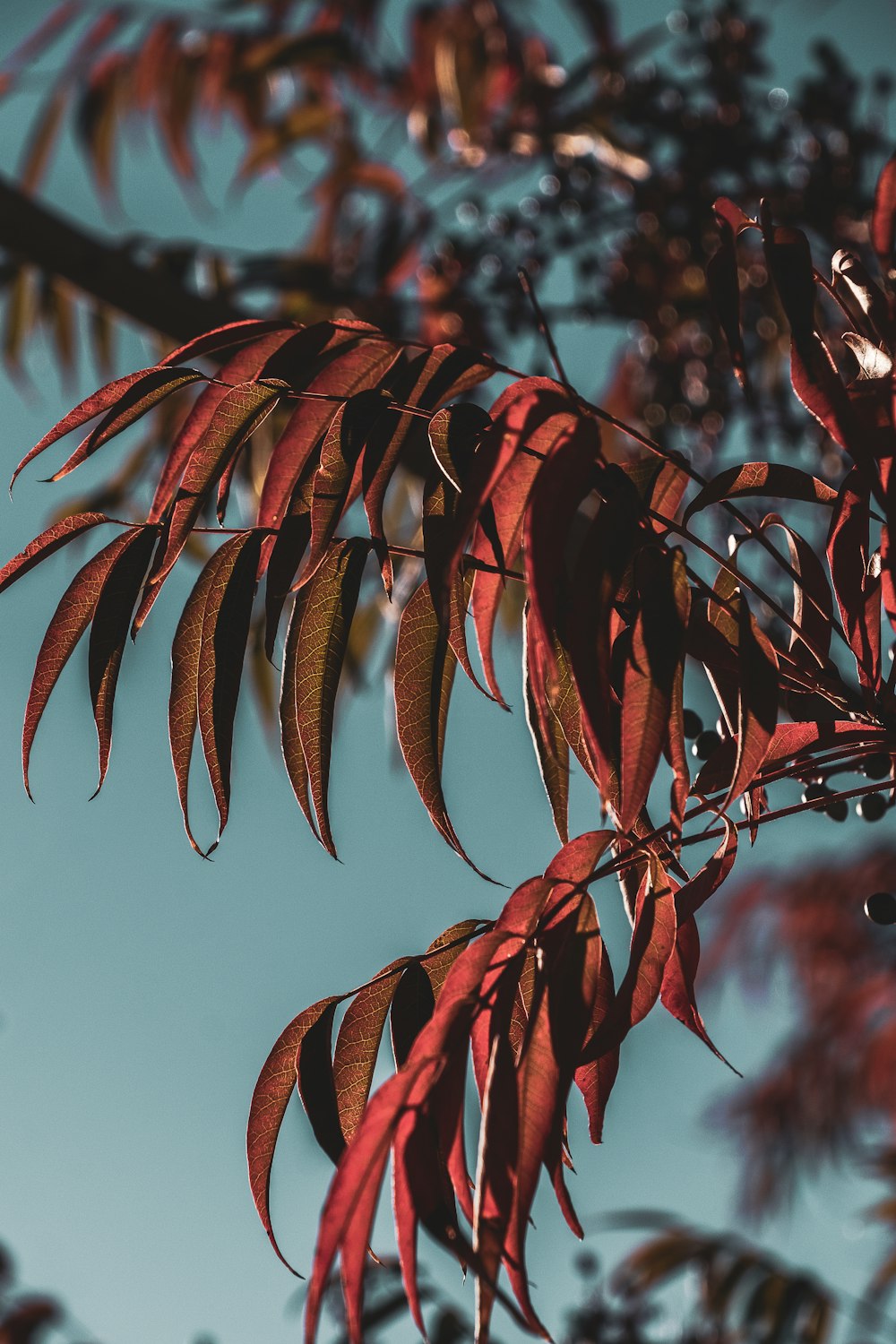 青空を背景に赤い葉を持つ木の枝