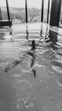 Swimmers training intensely in an indoor pool with sunlight streaming through large windows.