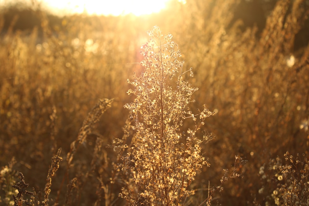 the sun is shining through the tall grass