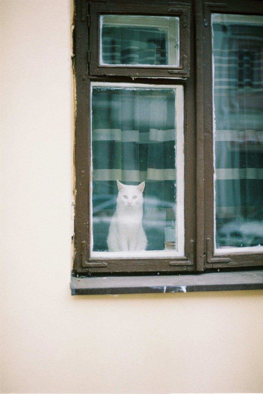 a white cat sitting in a window sill