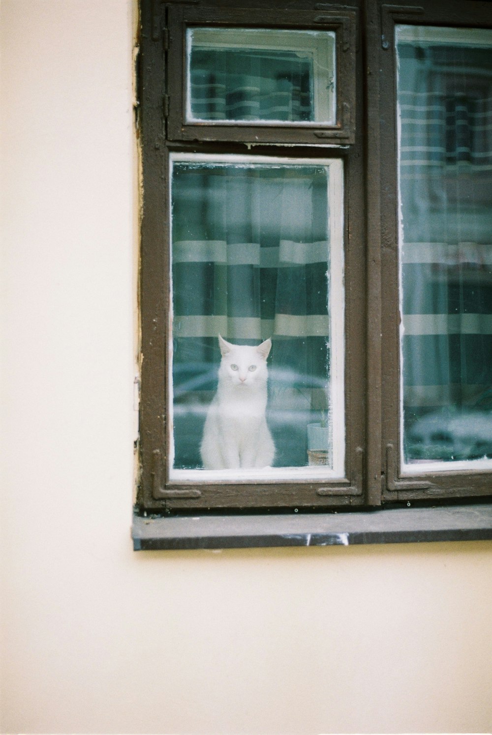 Un gato blanco sentado en el alféizar de una ventana