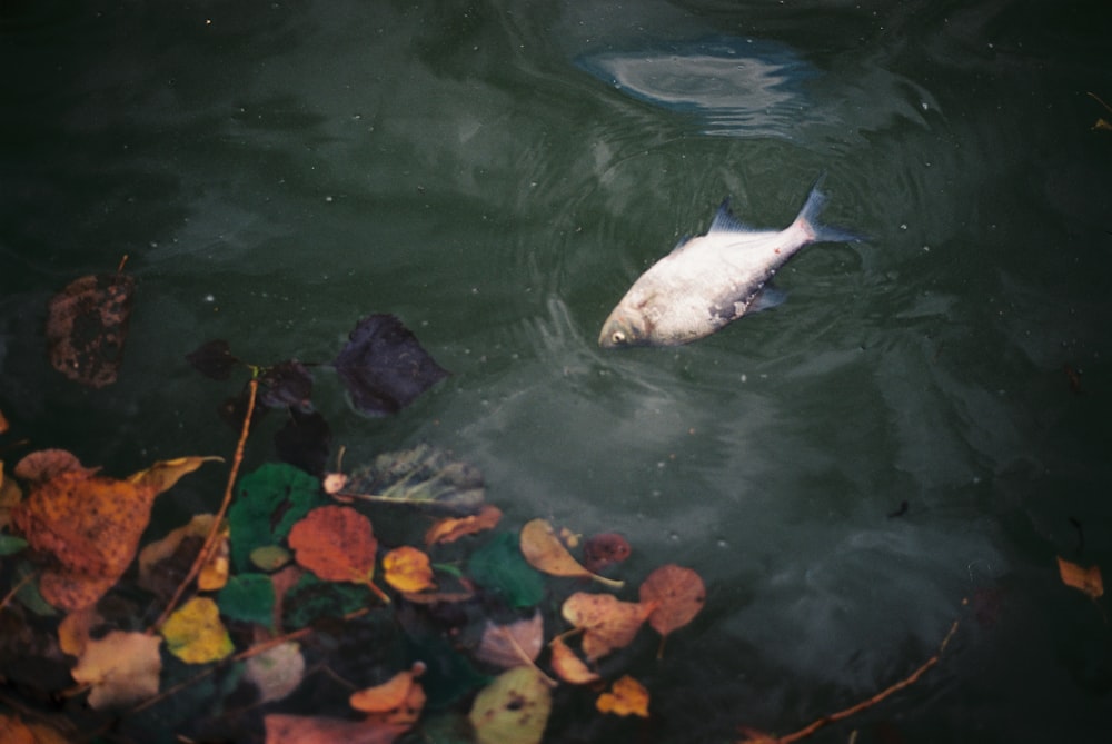 a fish swimming in a body of water