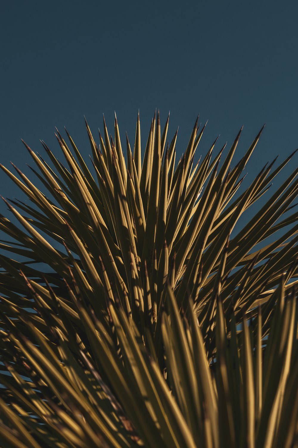 um close up de uma planta com um céu azul no fundo