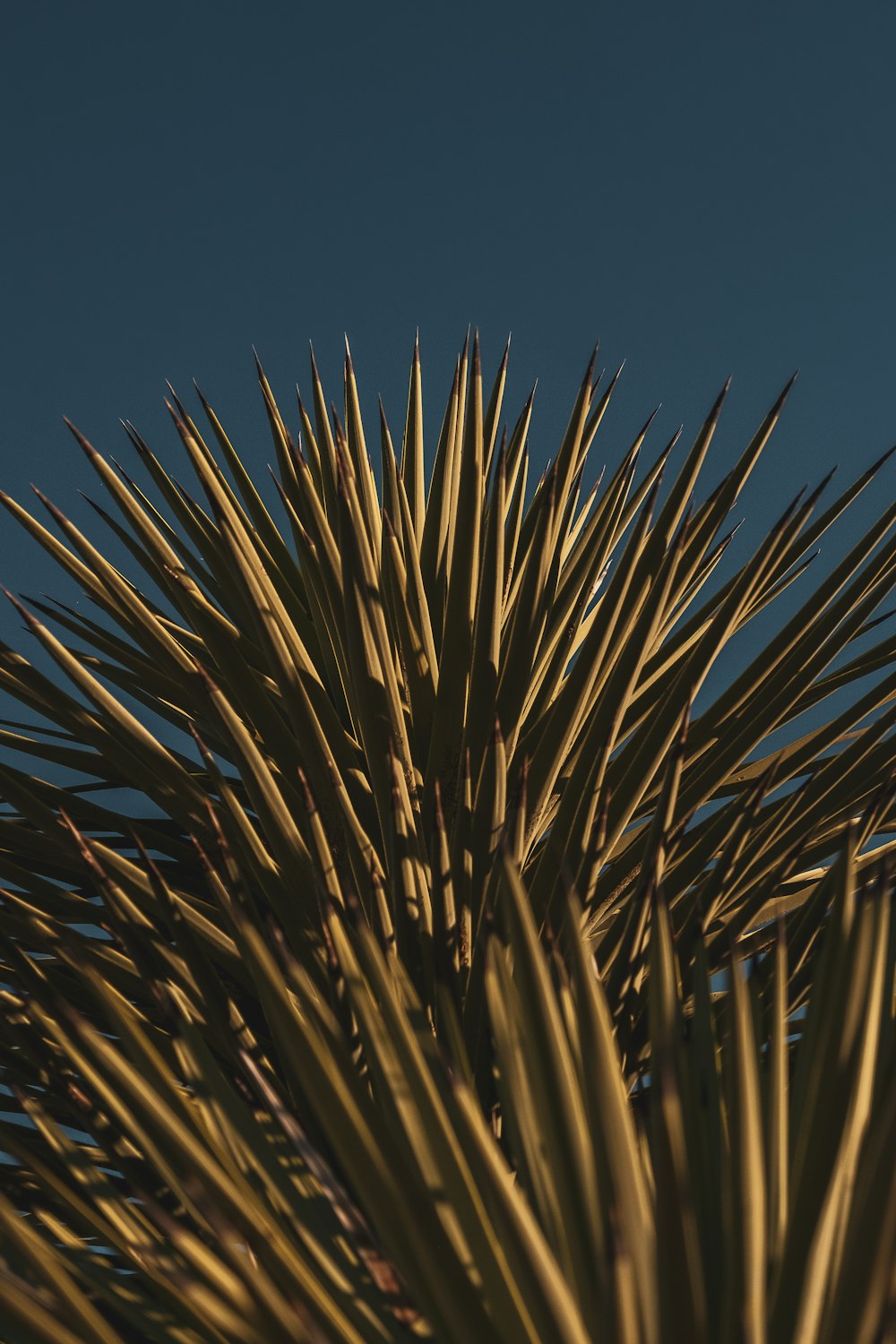 a close up of a plant with a blue sky in the background