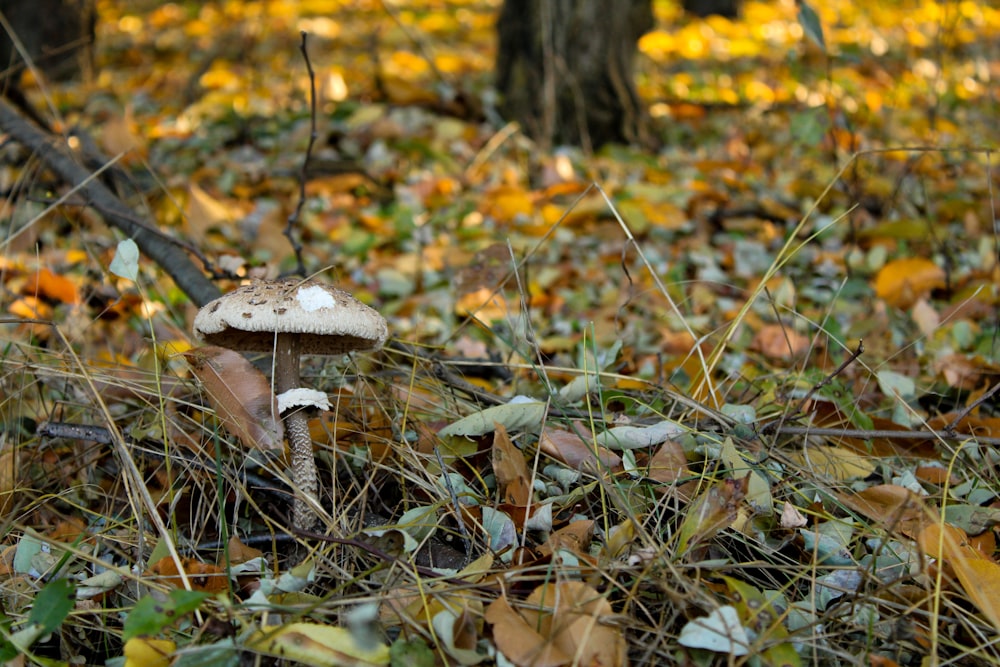 a mushroom in the middle of a forest