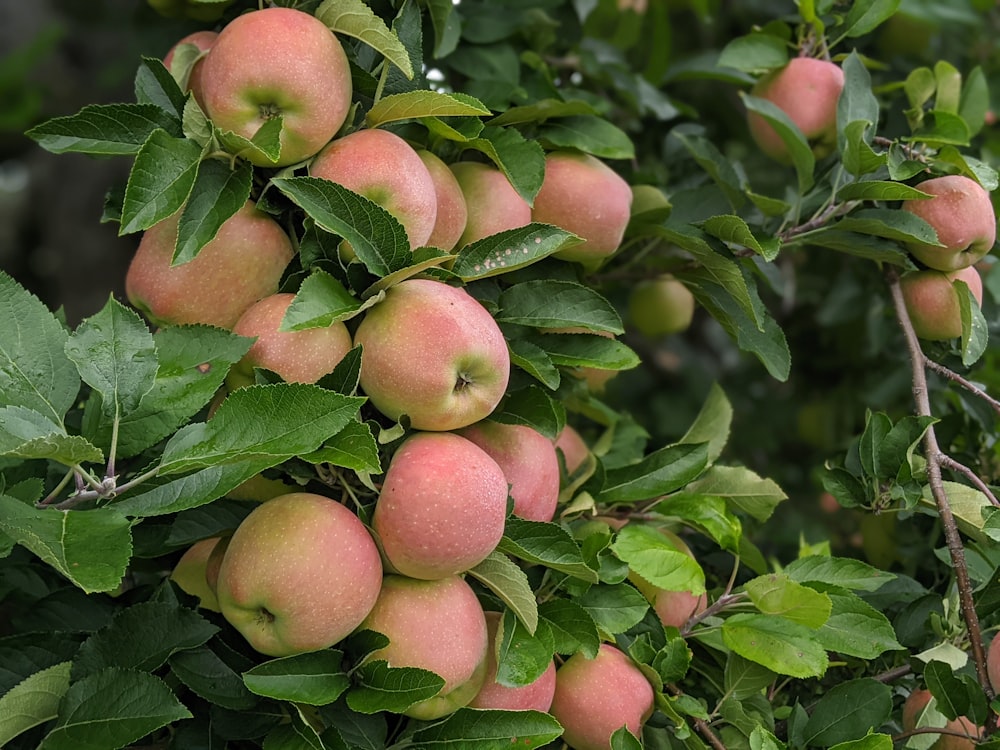 a bunch of apples hanging from a tree