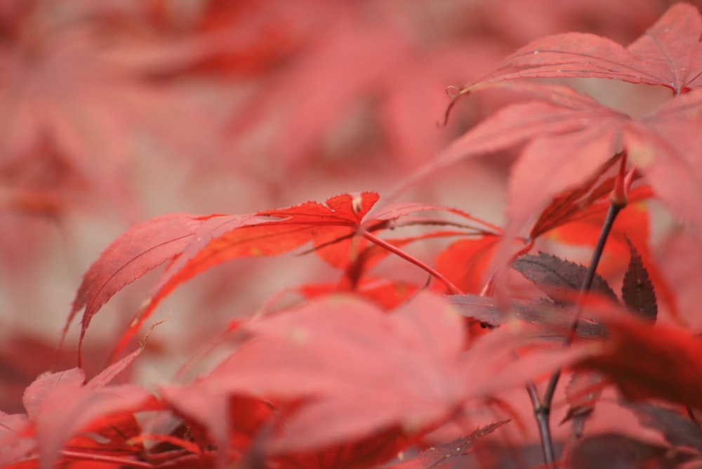 un gros plan de feuilles rouges sur un arbre