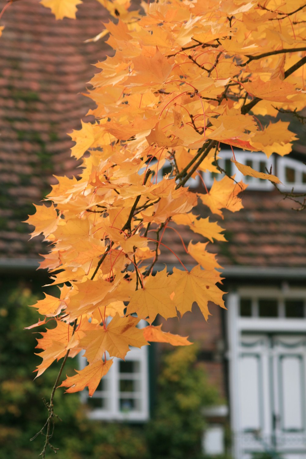 a tree with yellow leaves in front of a house