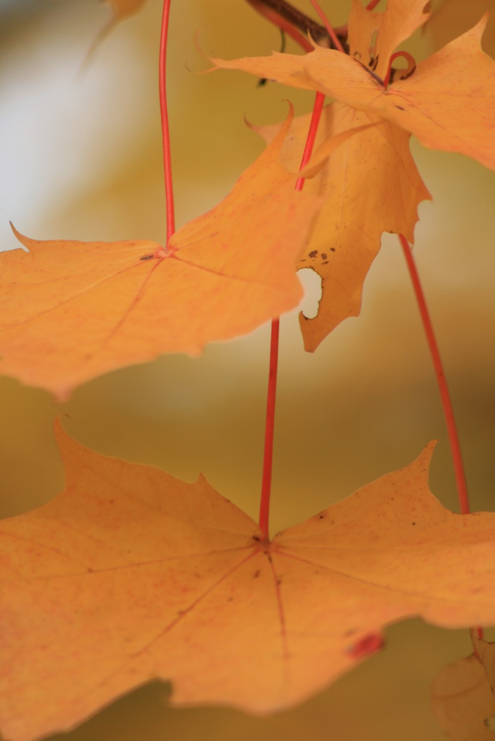 a close up of a bunch of leaves on a tree