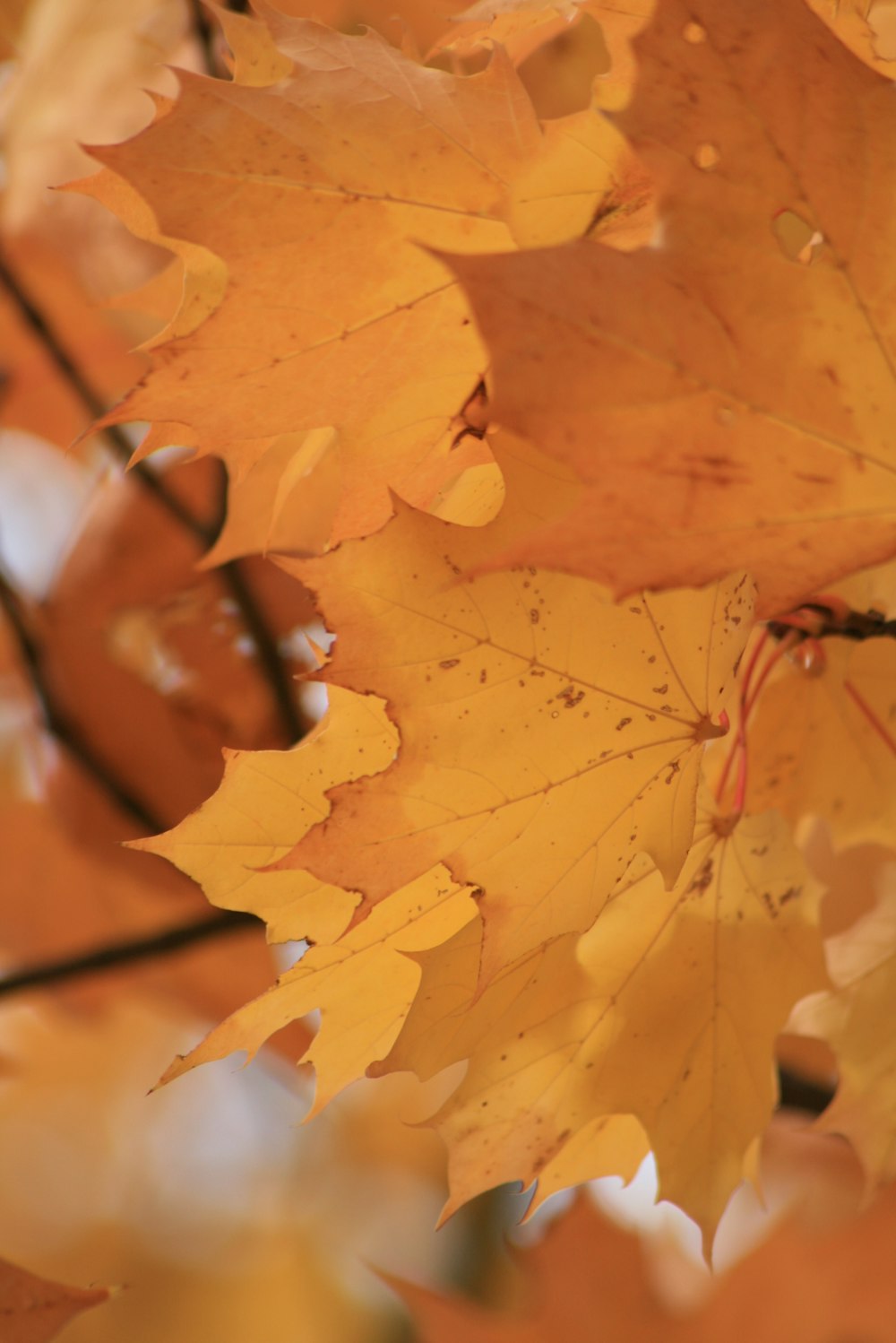 a close up of a yellow leaf on a tree