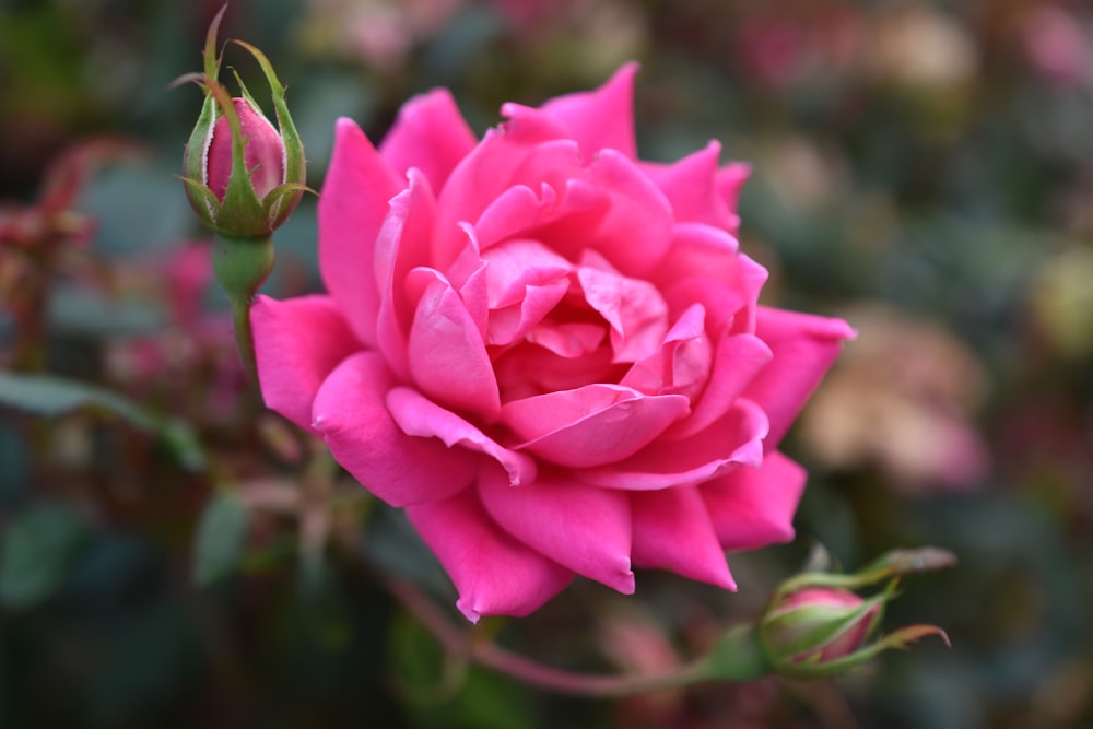 a pink rose is blooming in a garden