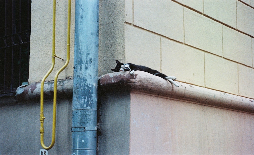a black and white cat laying on top of a window sill