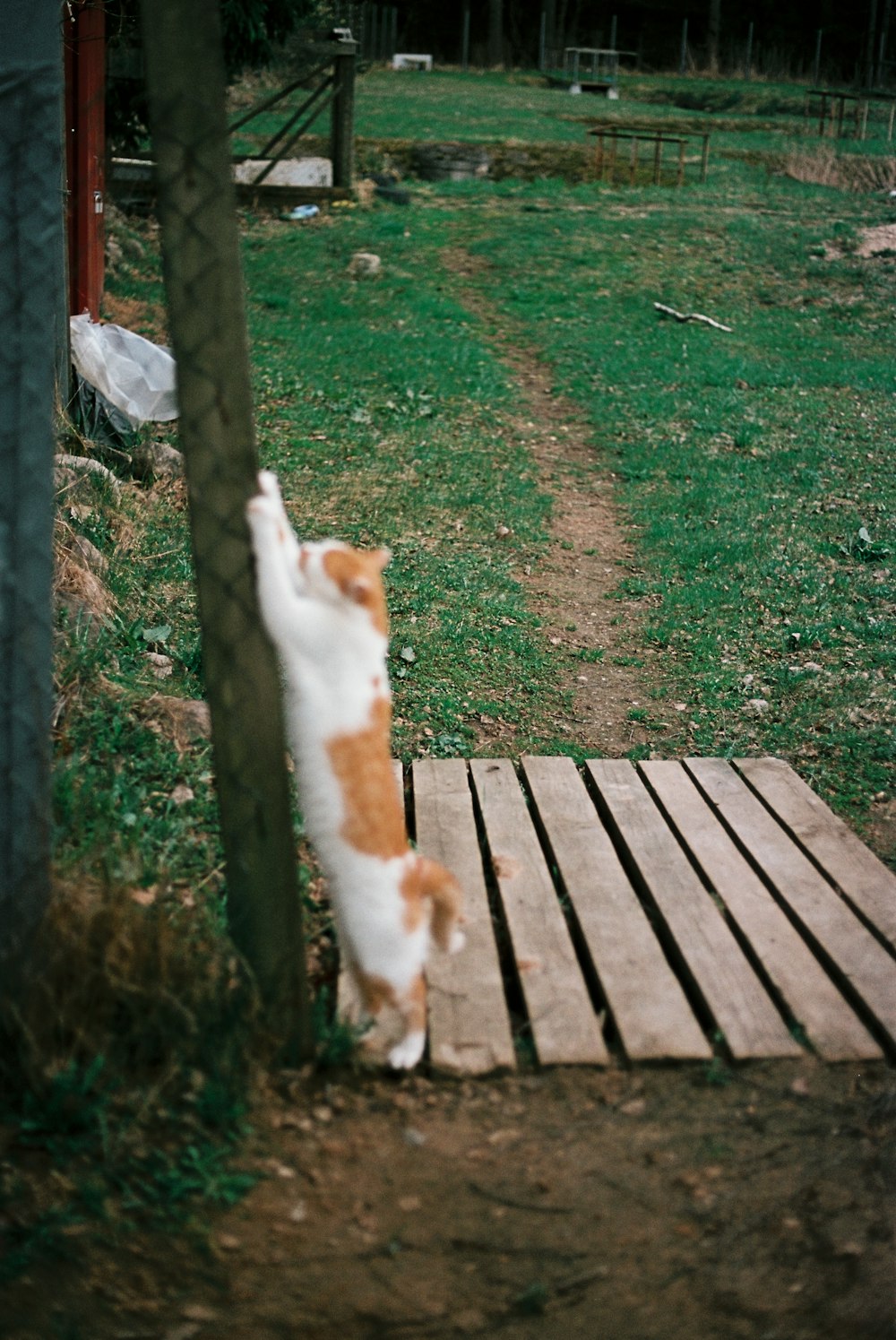 a cat standing on its hind legs on a wooden platform