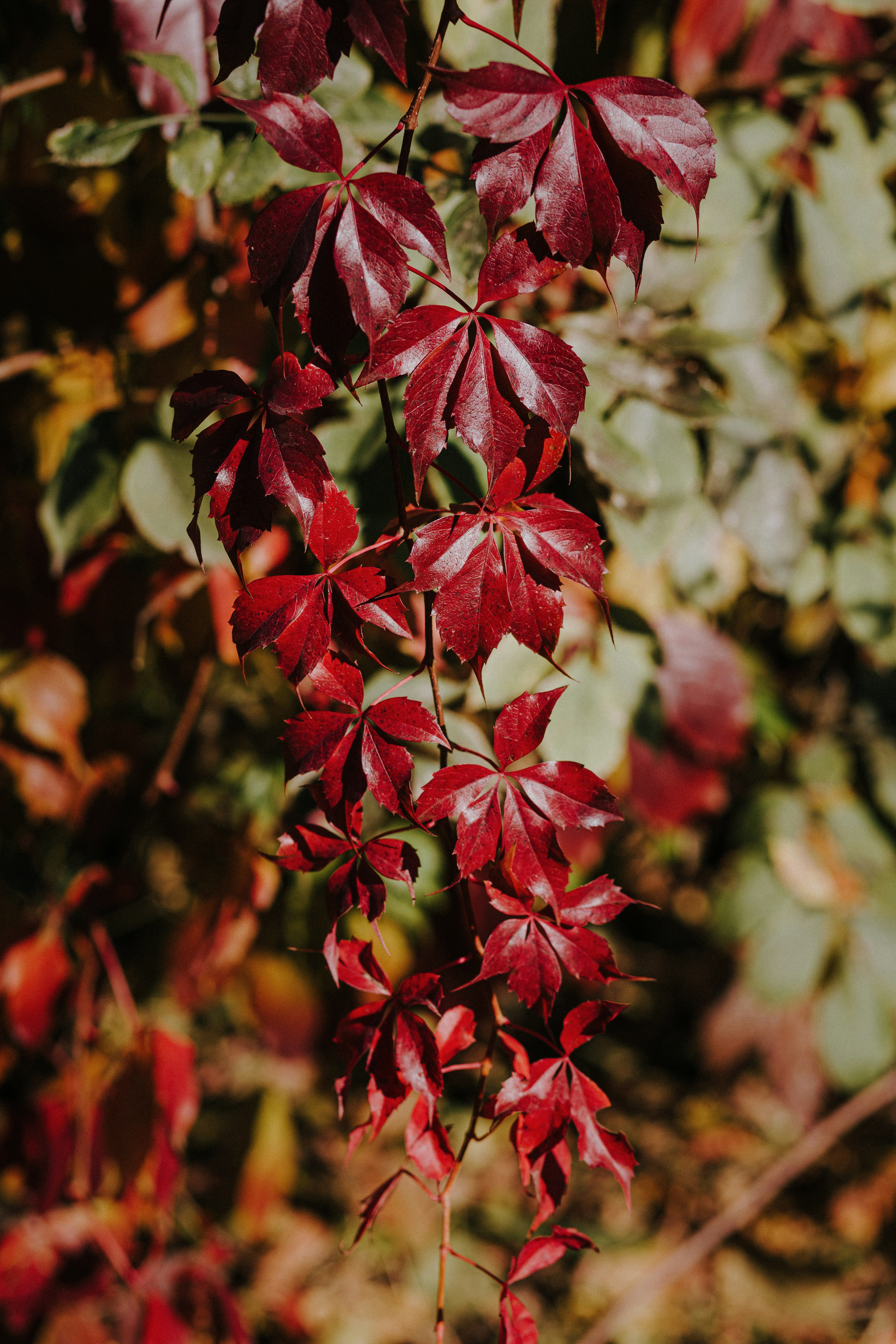 a close up of some red leaves on a tree