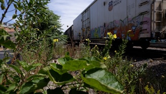 A freight train with graffiti on its cars is moving along a railway track. The foreground is rich with green foliage and yellow flowers, set against a clear blue sky. Residential buildings are visible on the left side of the image.