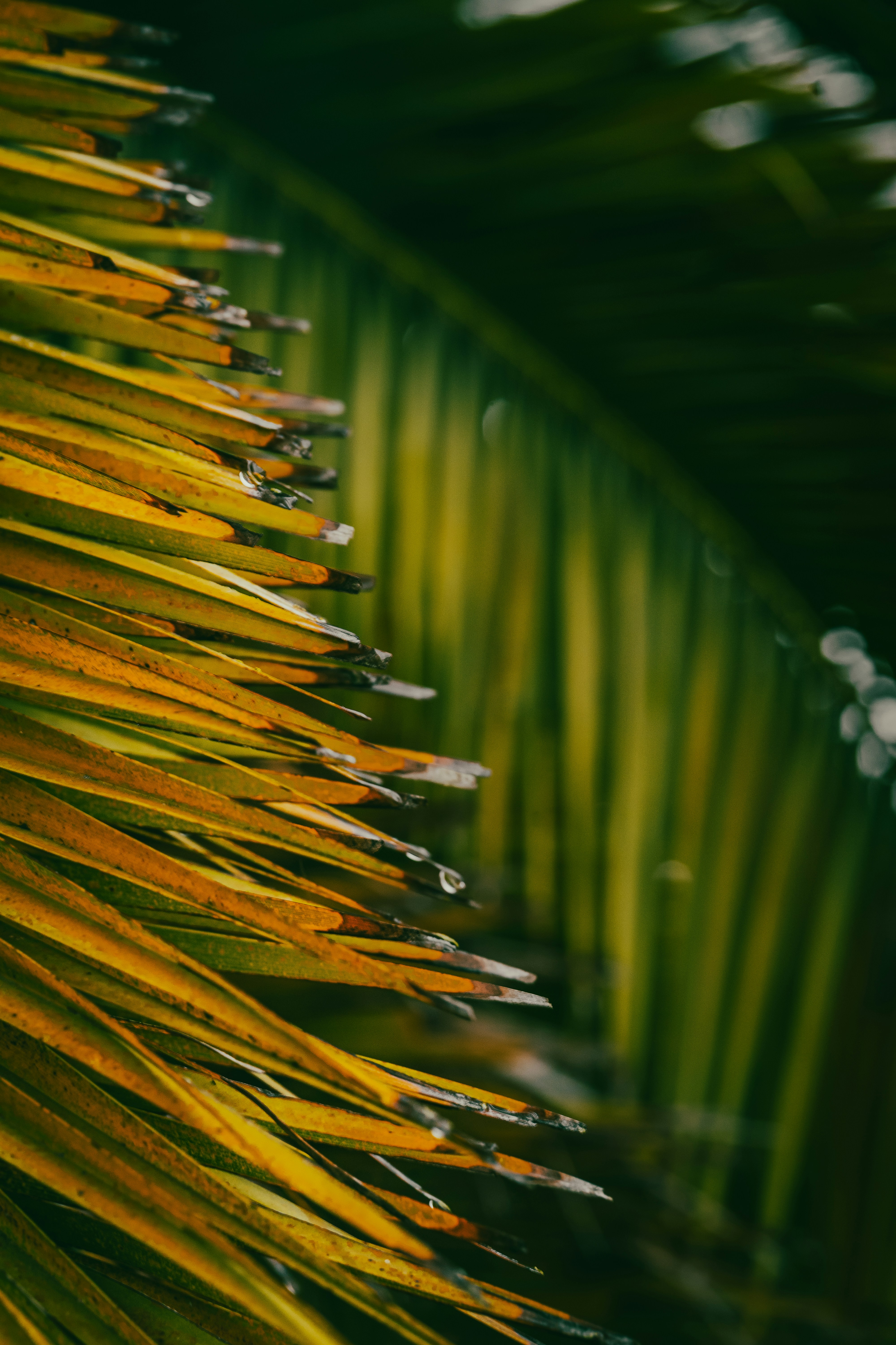 Photo by kalaniparker