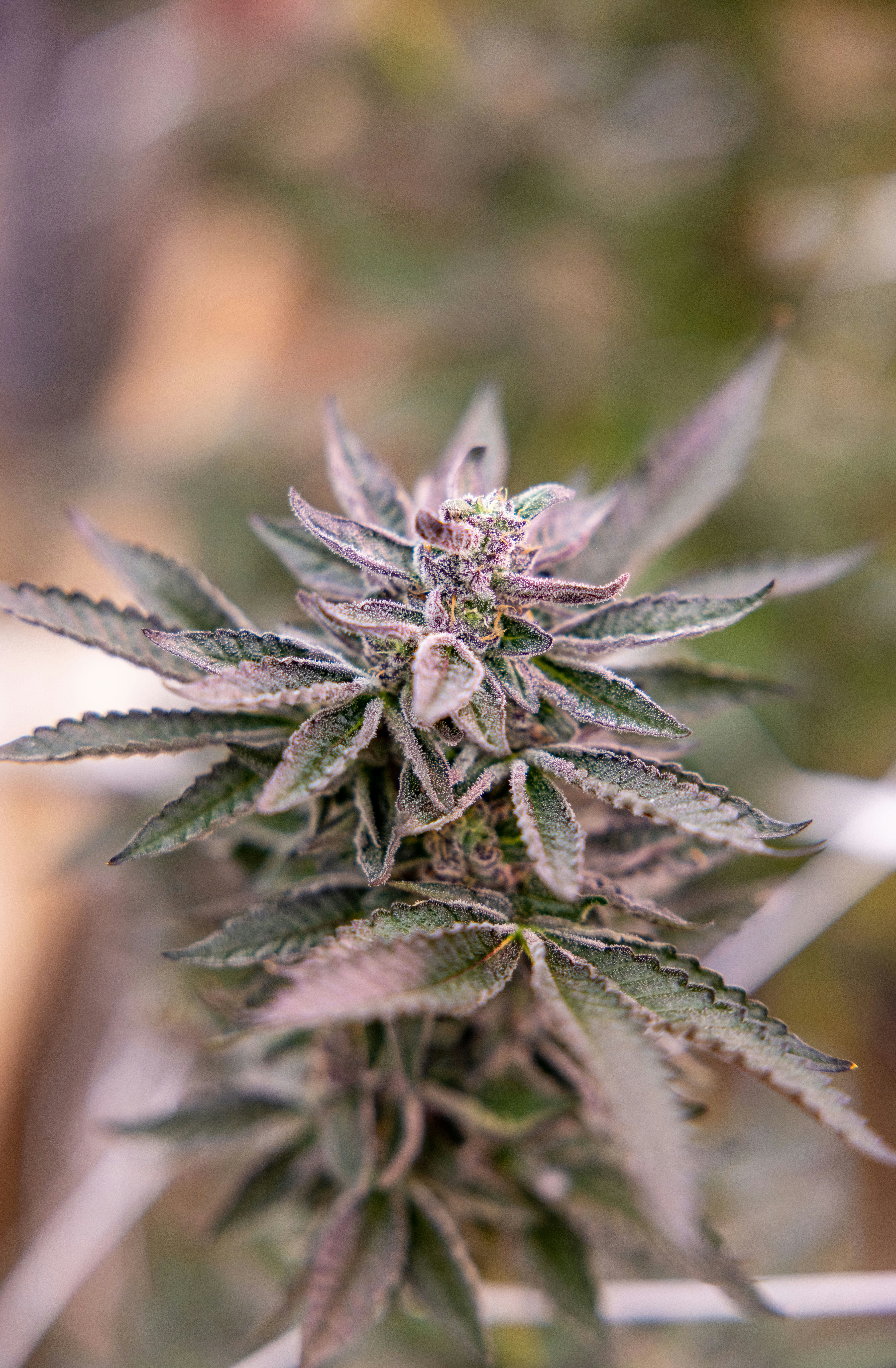 Photo by leo_visions_