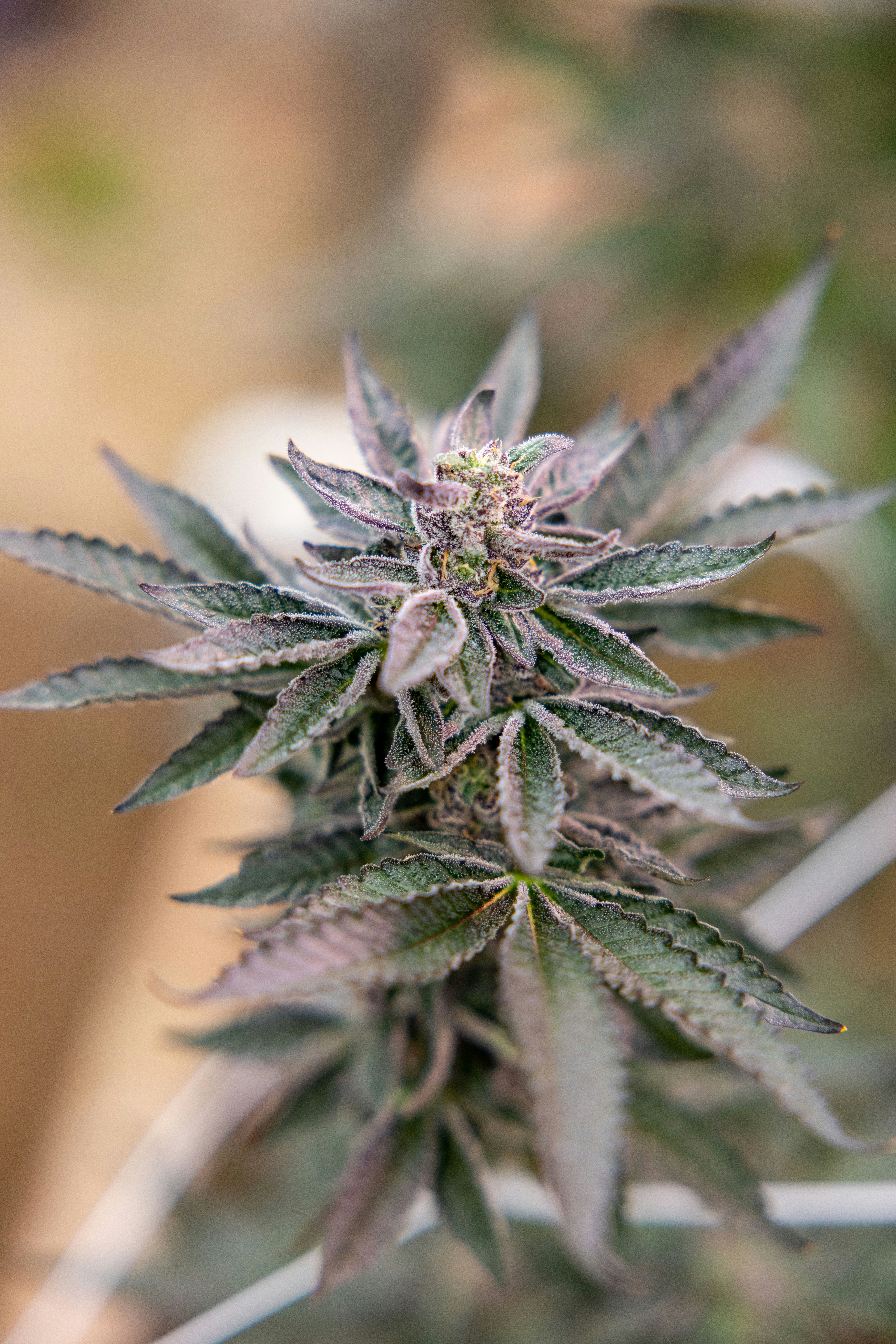 Photo by leo_visions_