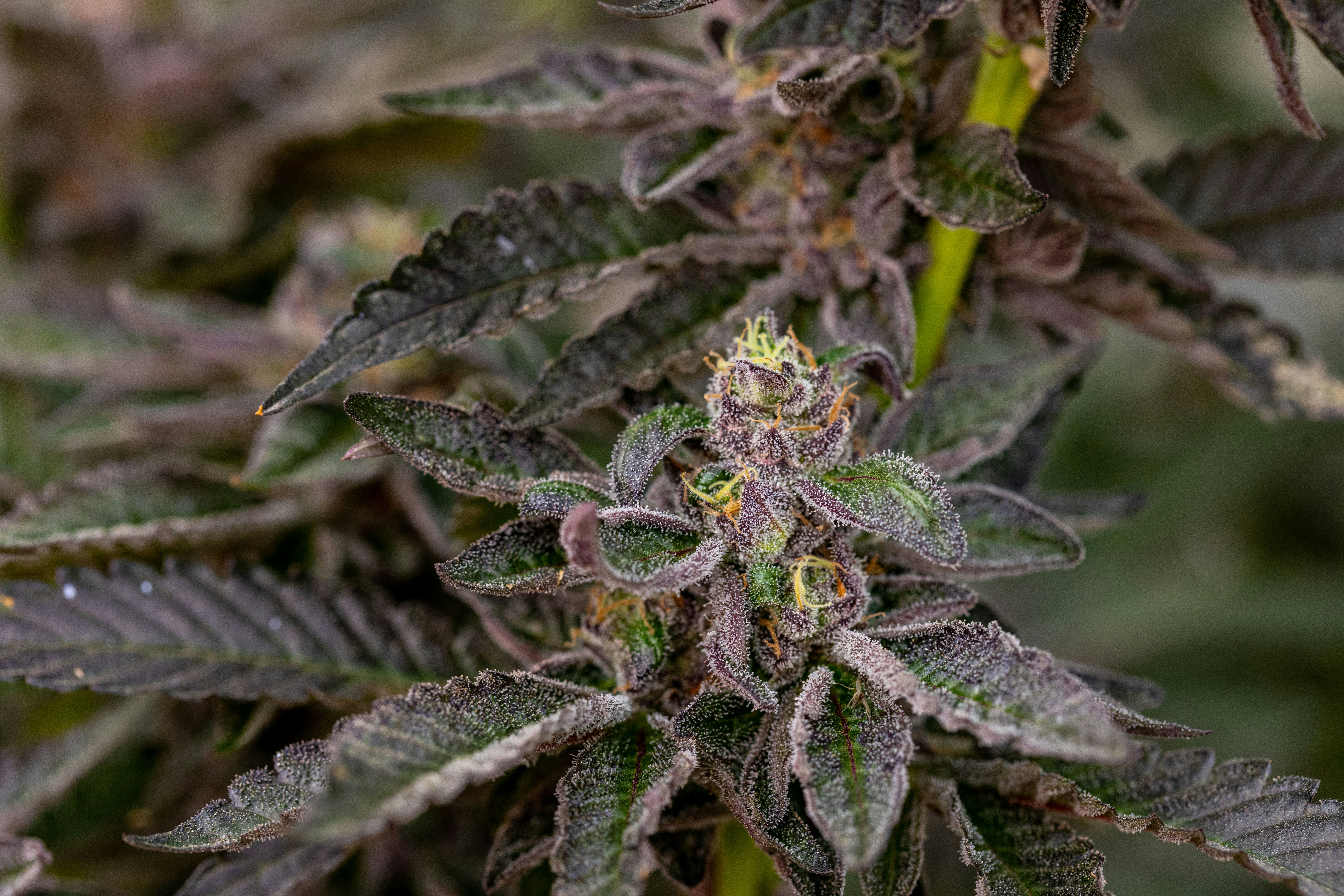 Photo by leo_visions_