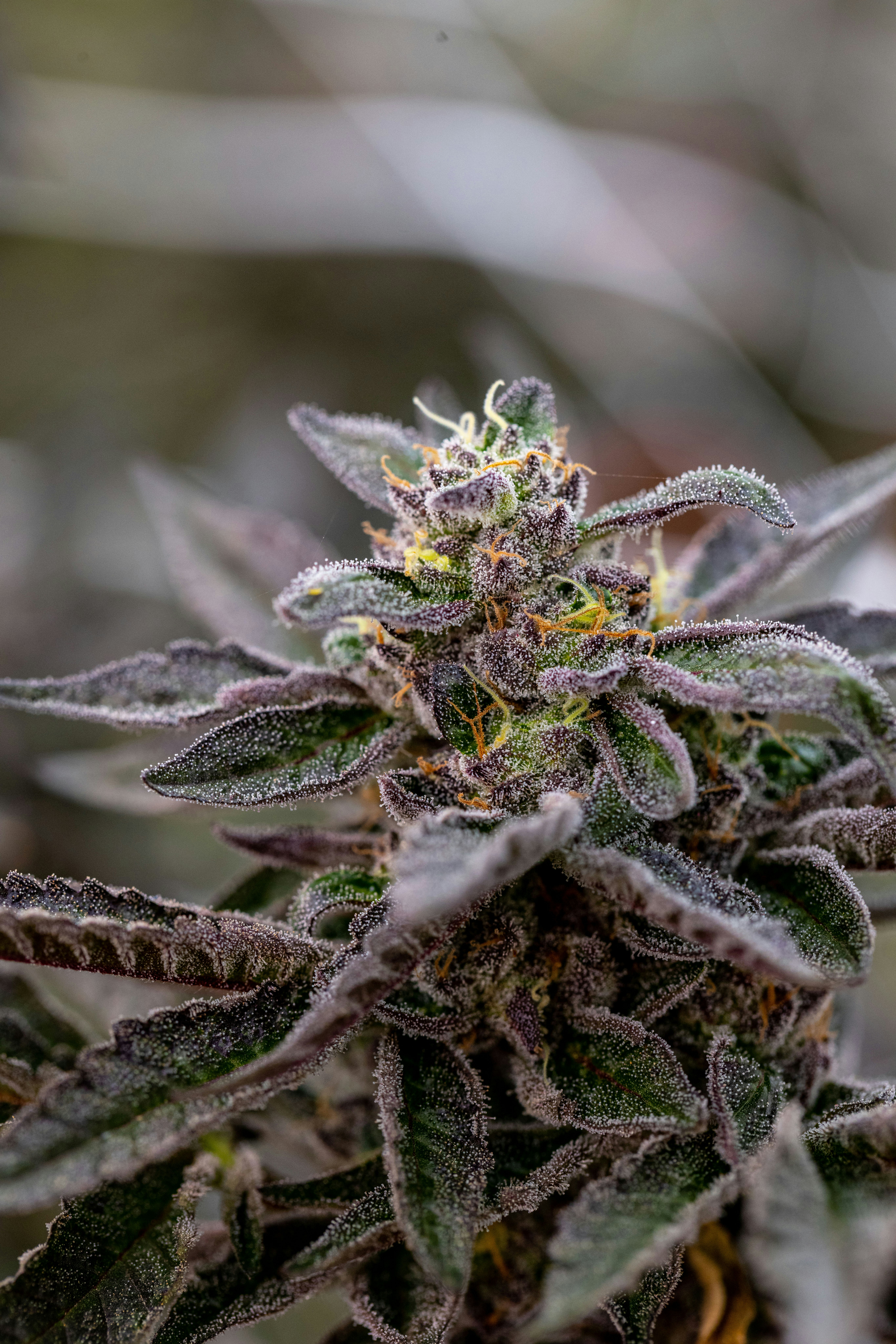 Photo by leo_visions_