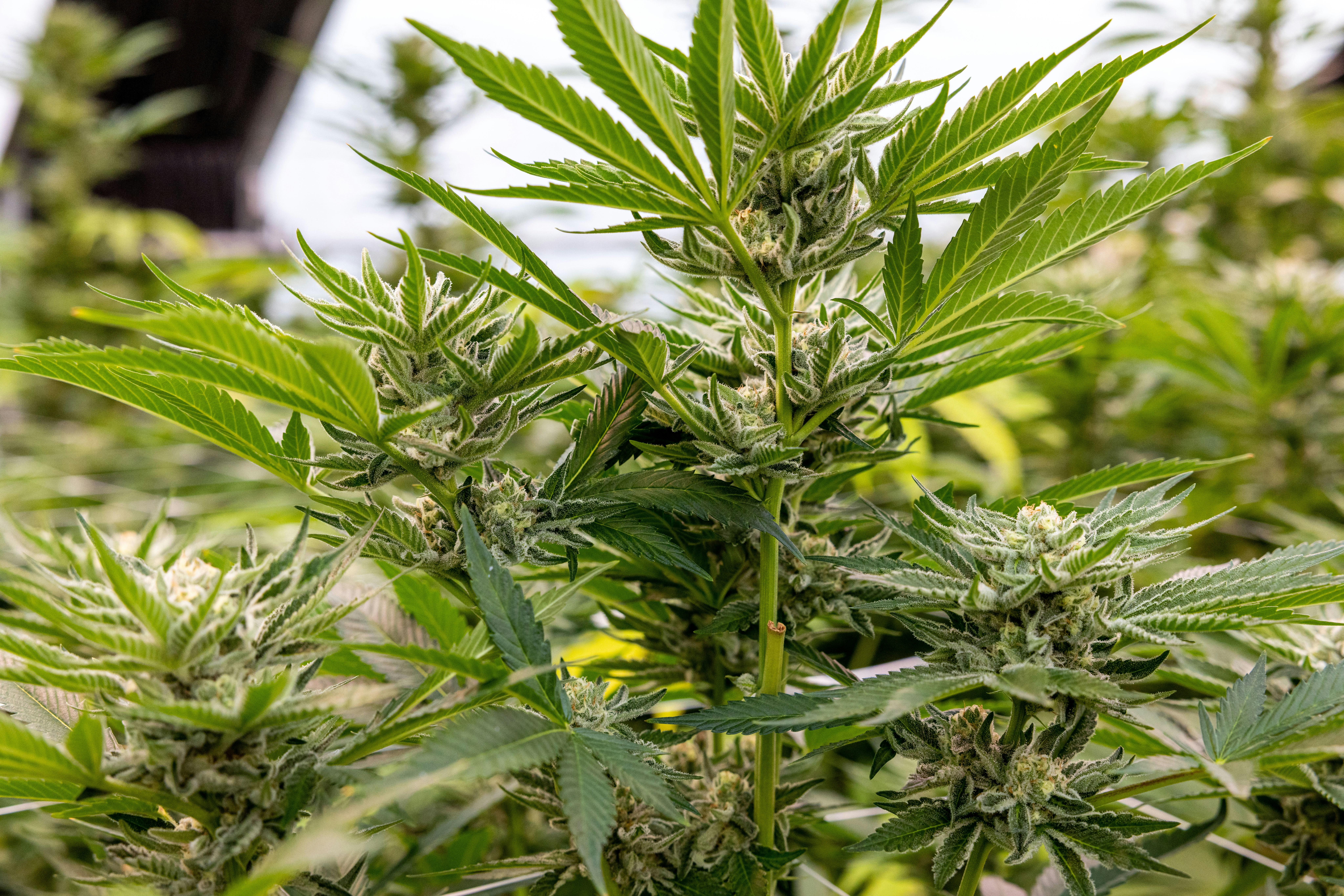 Photo by leo_visions_