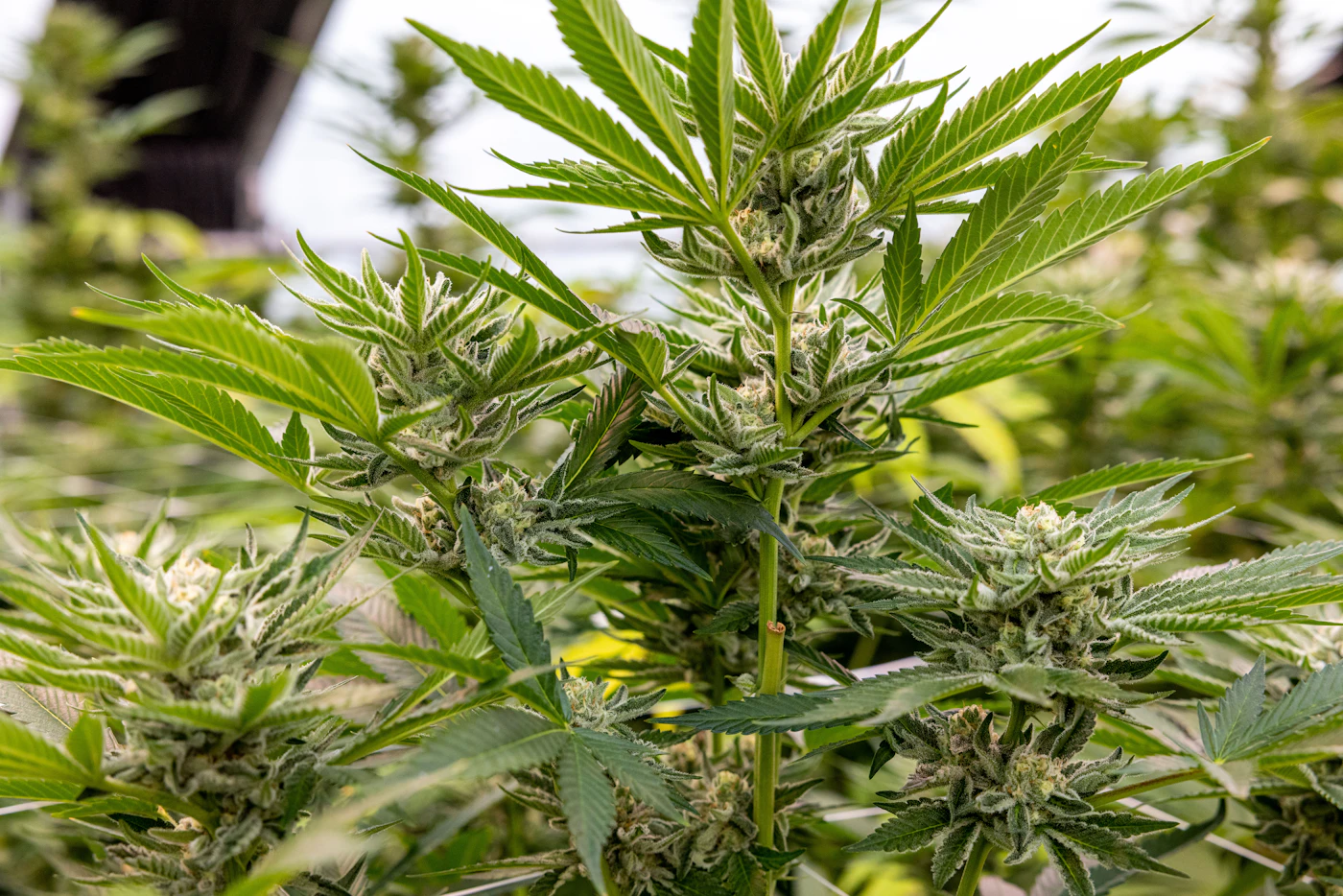 Licensed cannabis cultivation space—professional, welcoming entry.