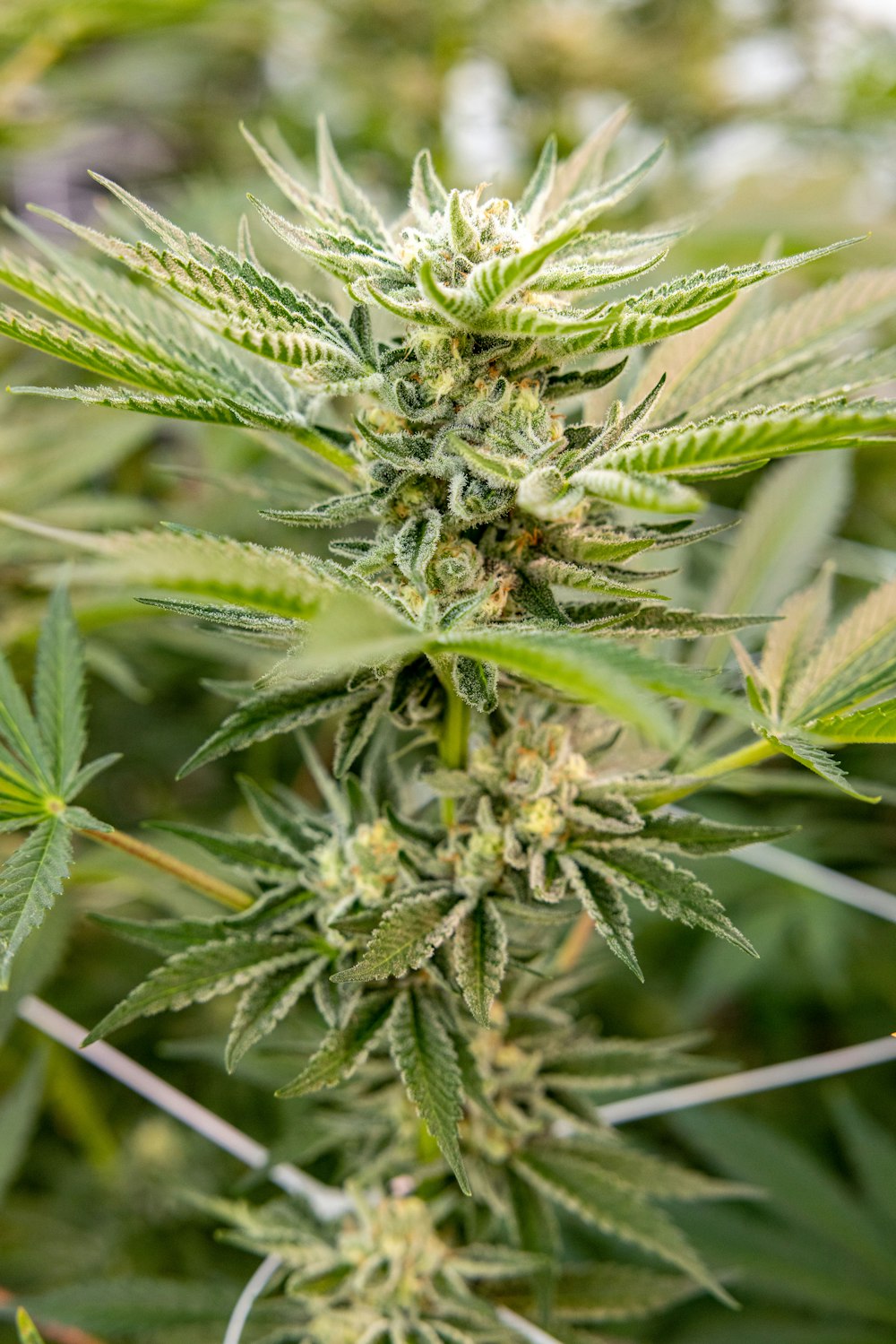 a close up of a marijuana plant in a field