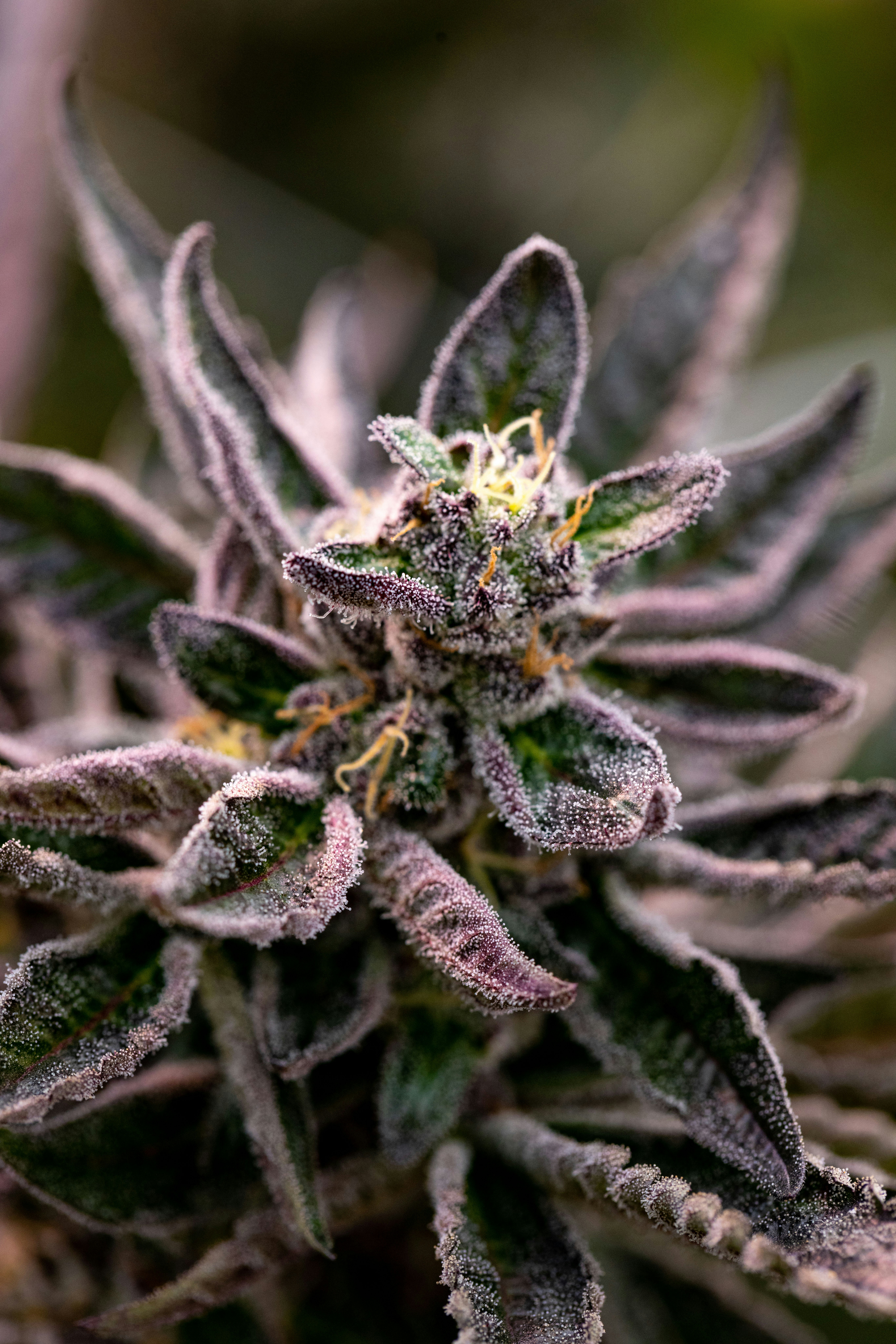 Photo by leo_visions_