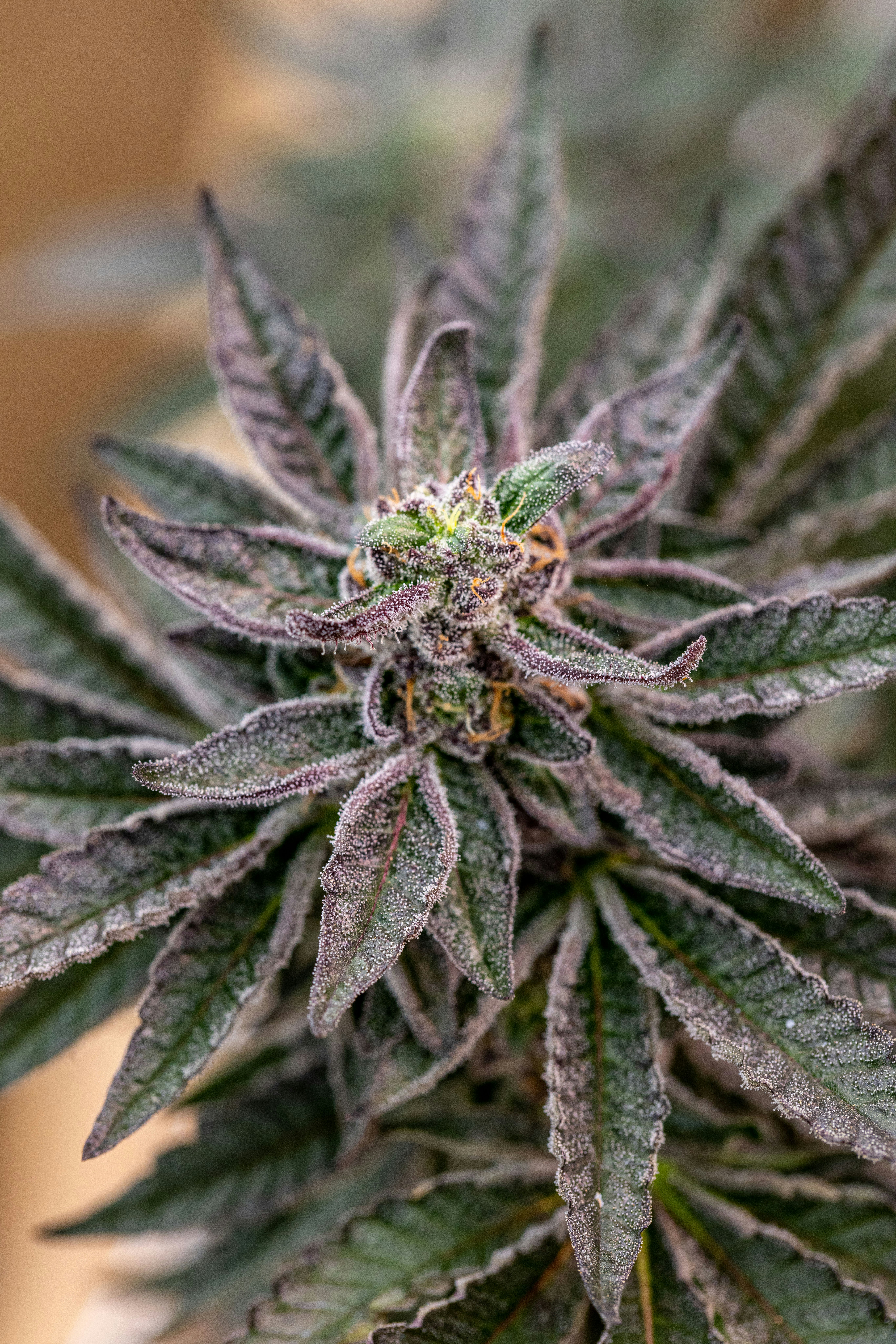 Photo by leo_visions_