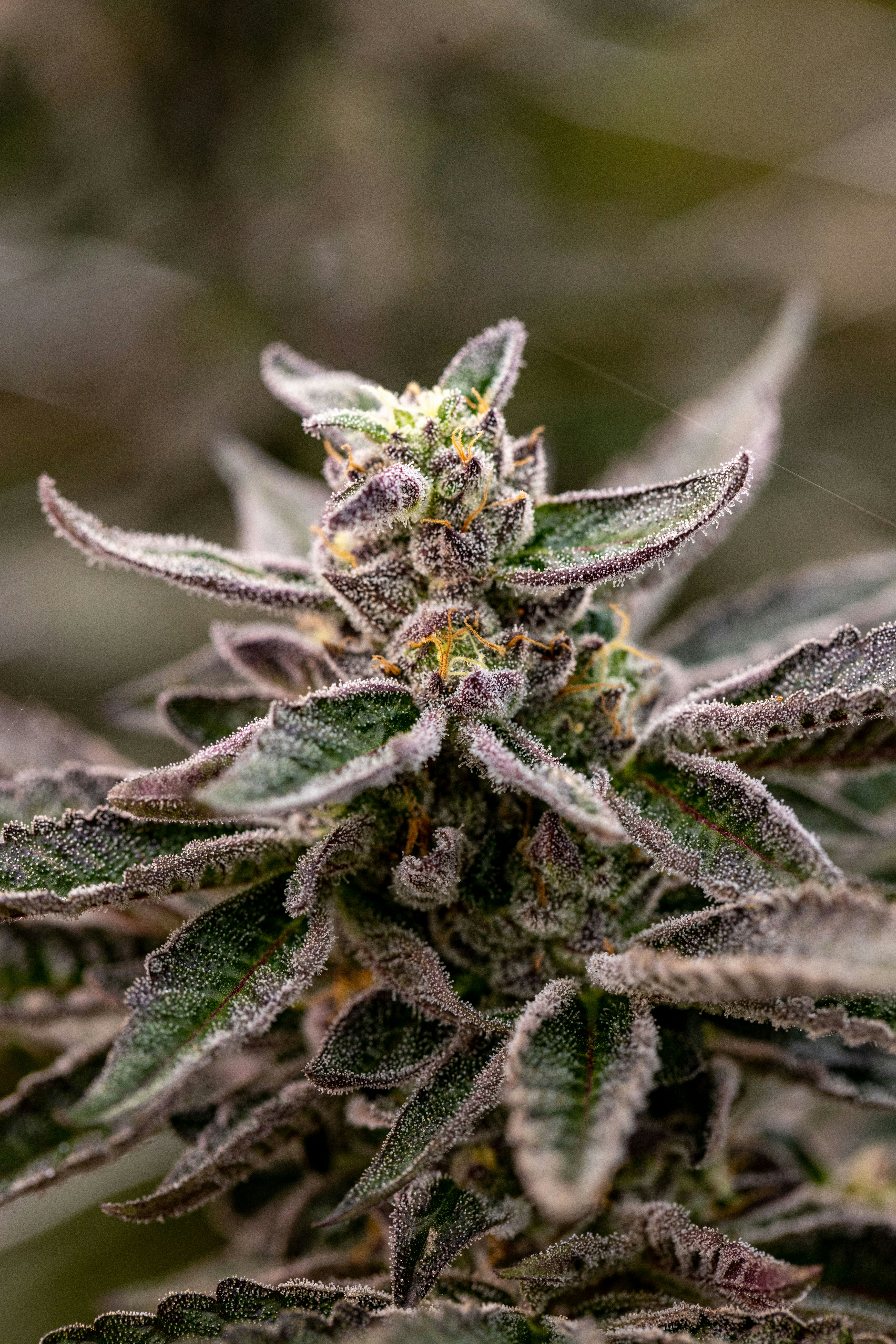 Photo by leo_visions_