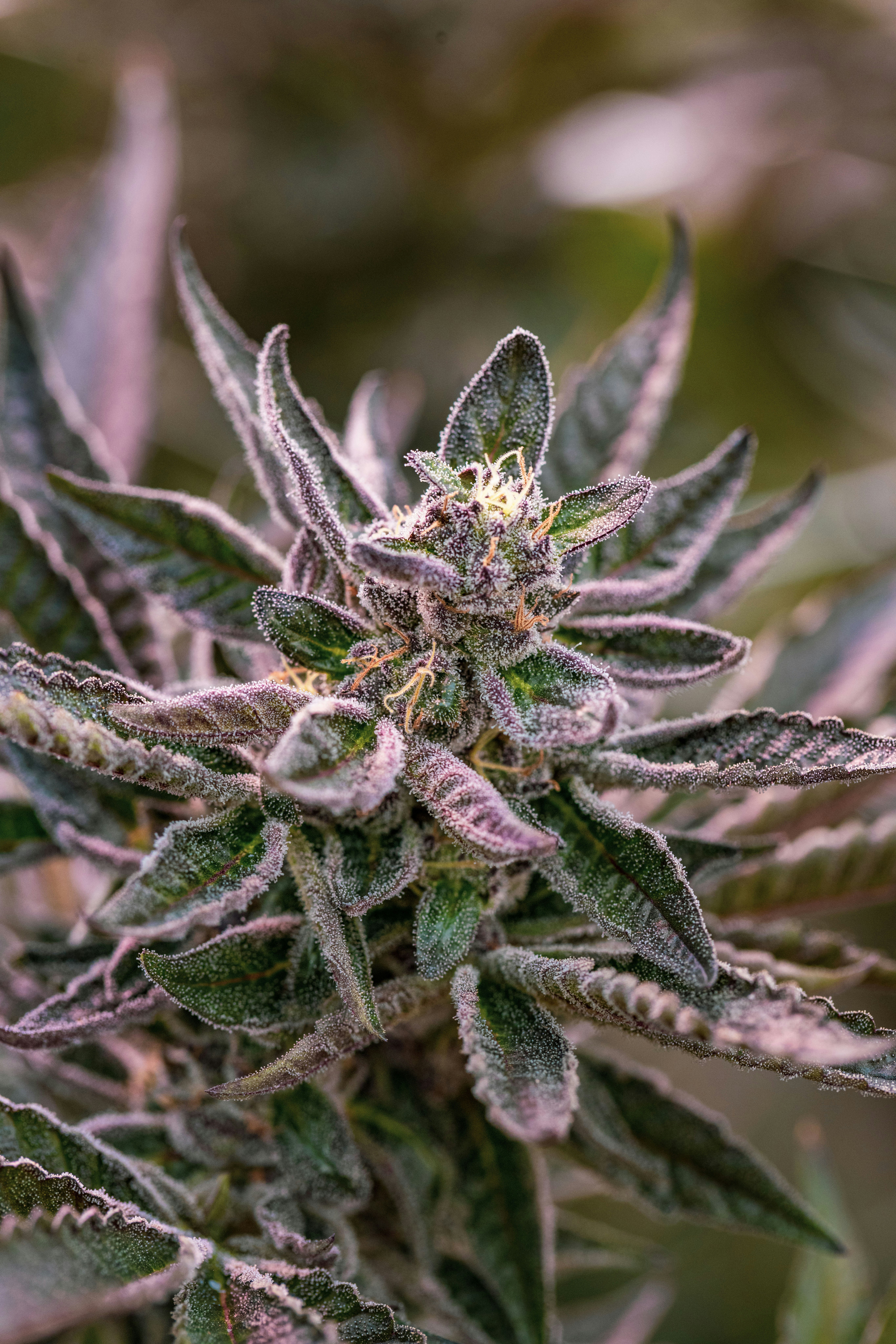 Photo by leo_visions_