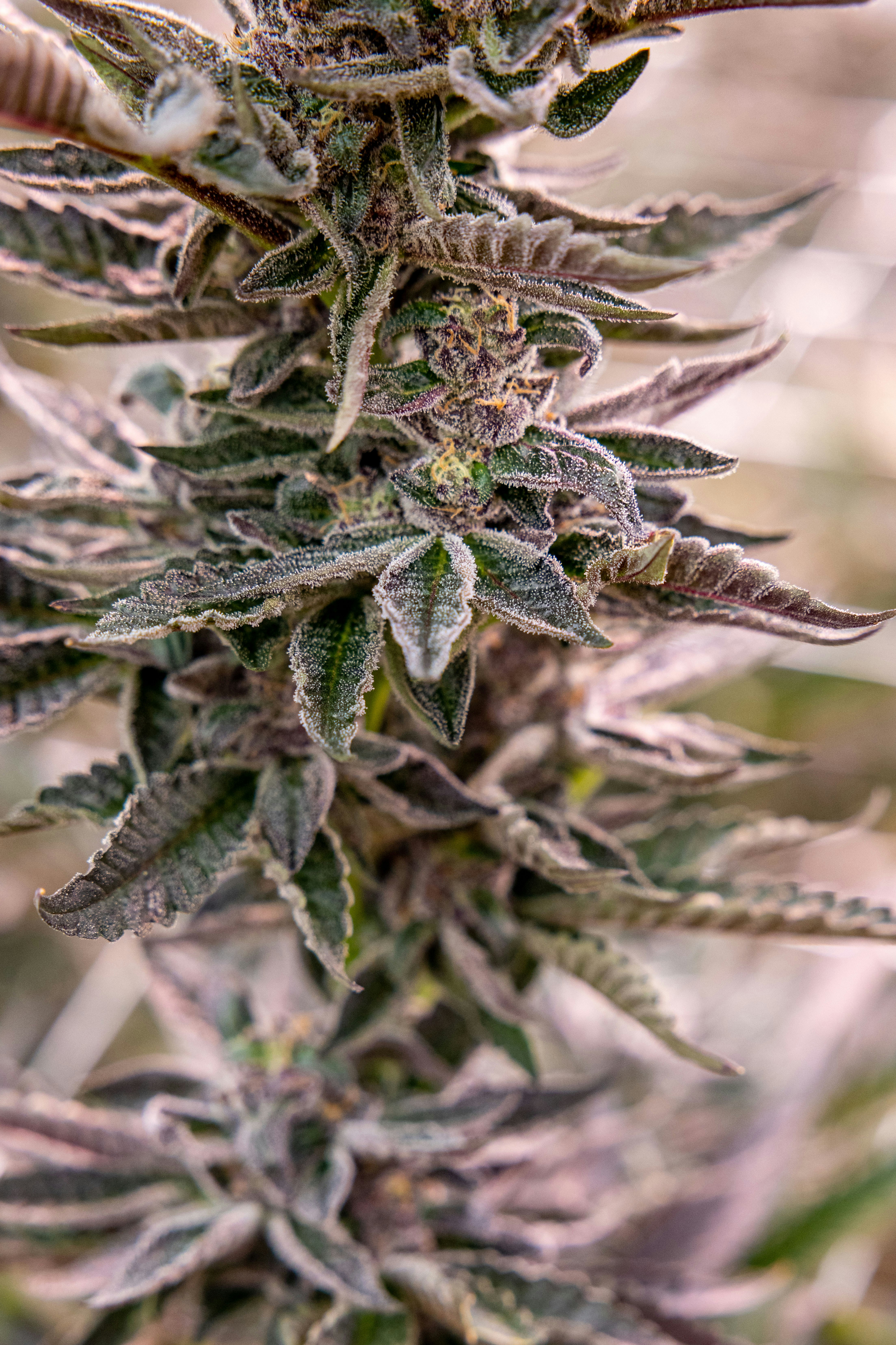 Photo by leo_visions_