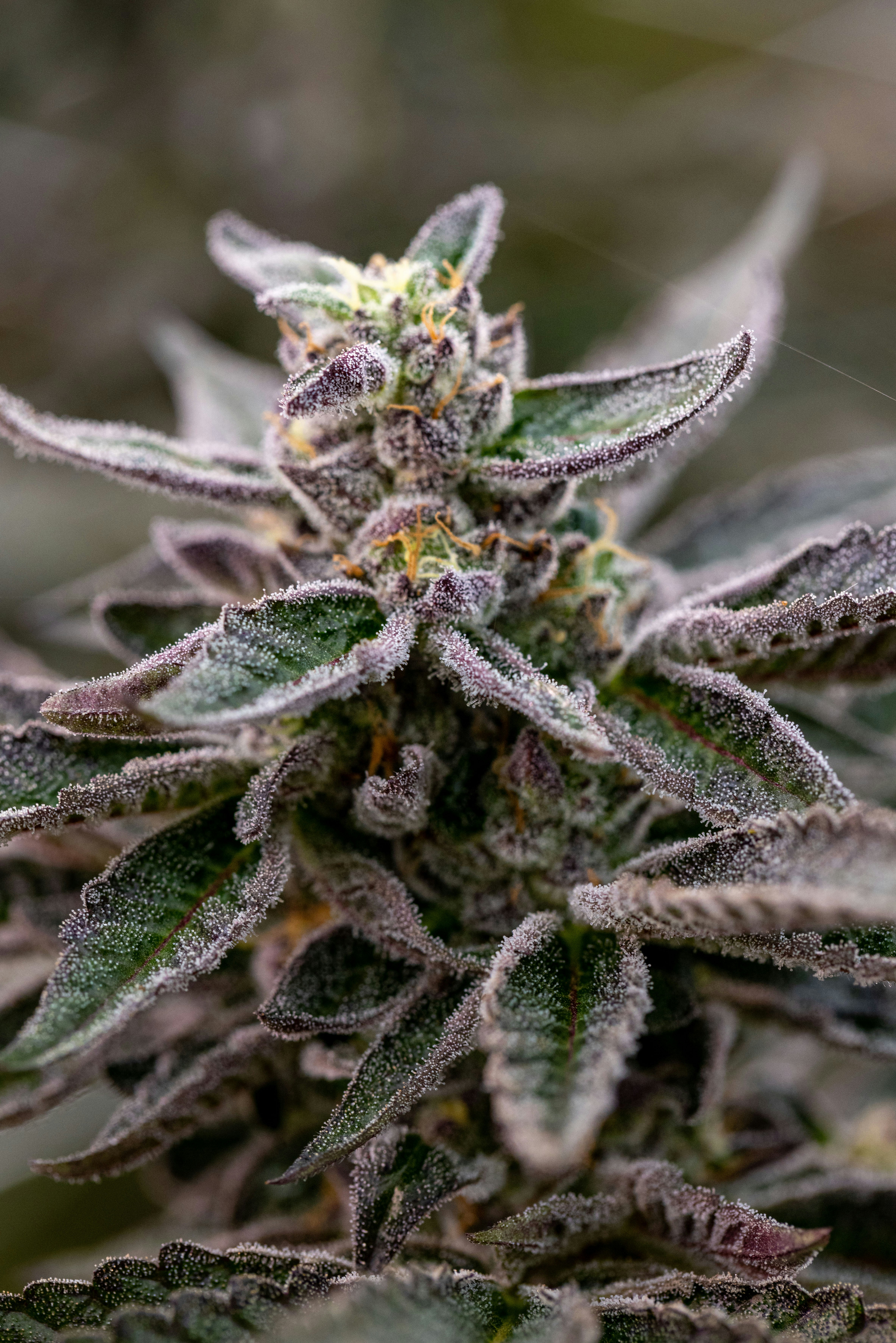 Photo by leo_visions_