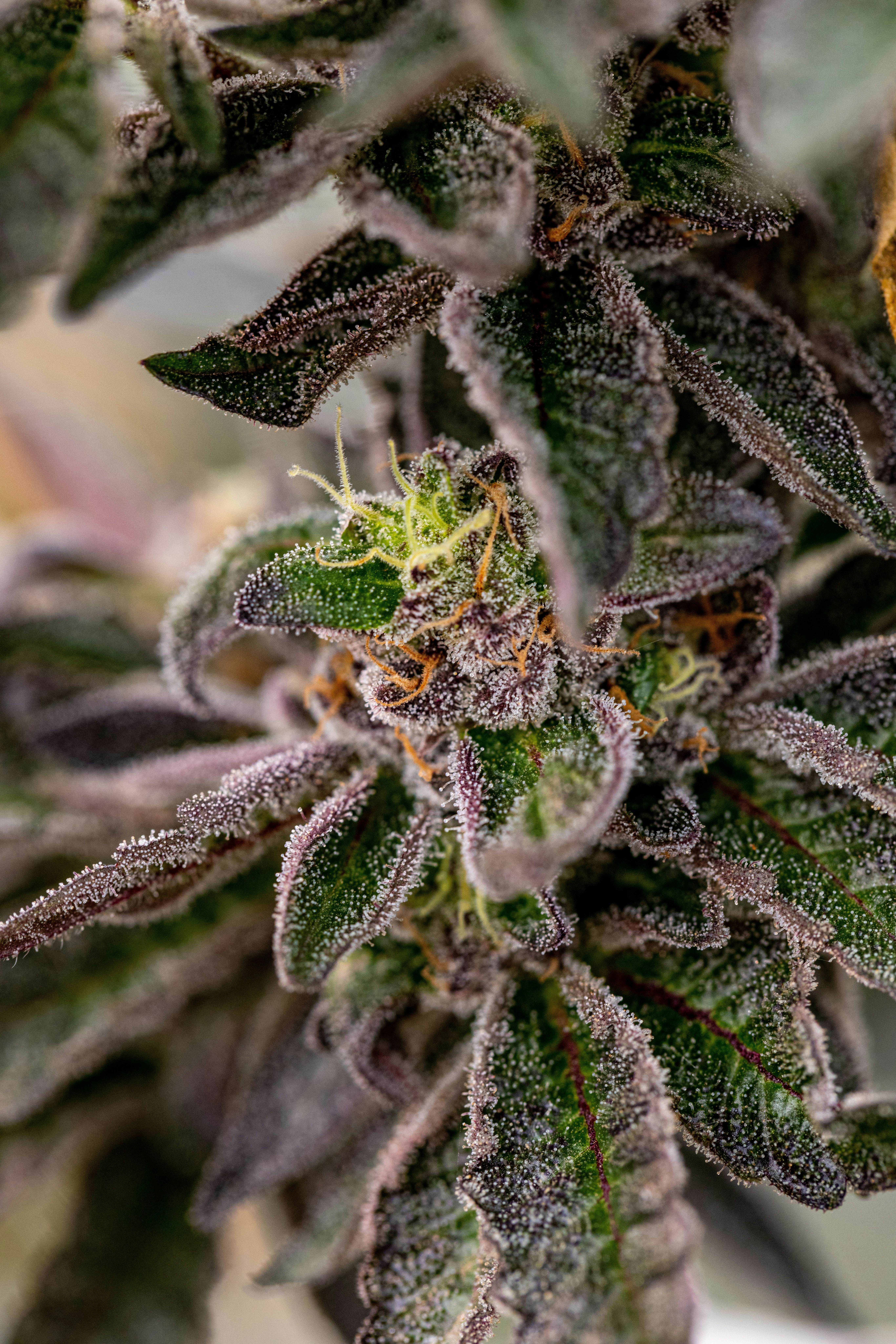 Photo by leo_visions_