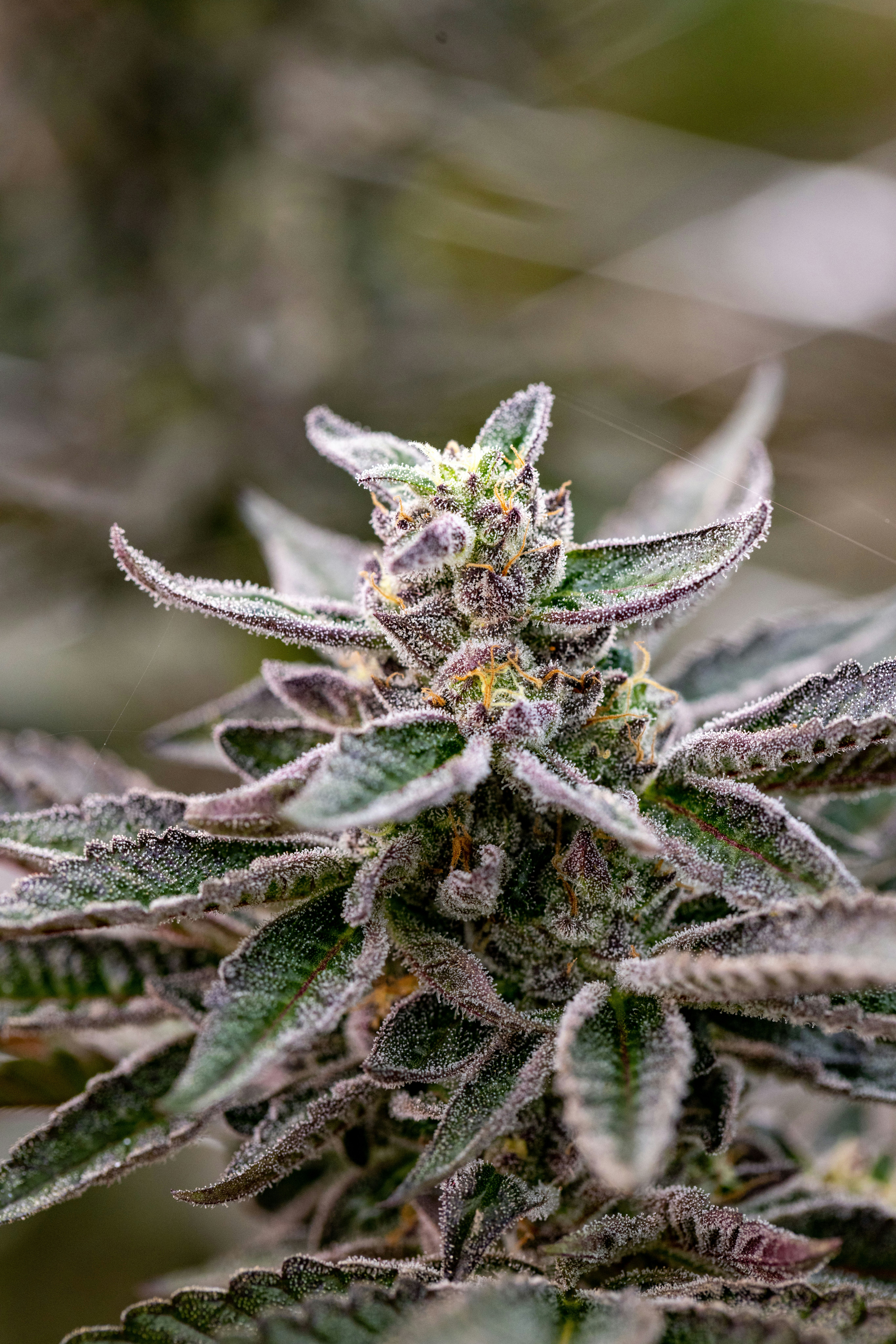 Photo by leo_visions_