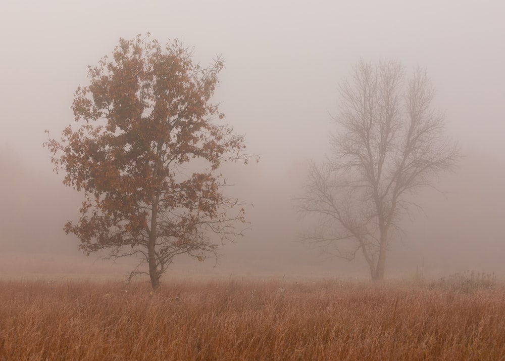 a foggy field with a lone tree in the foreground