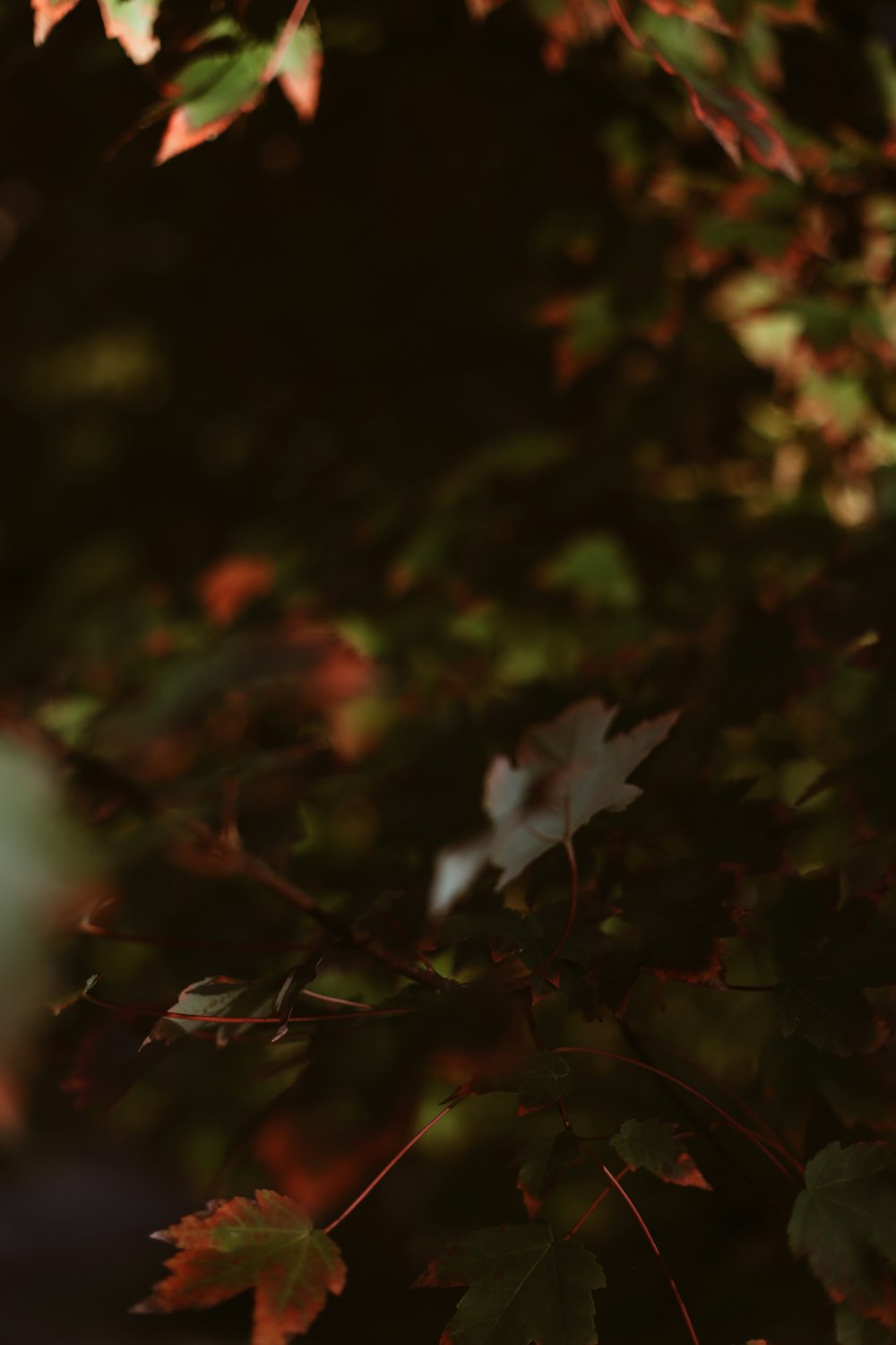 a close up of leaves on a tree